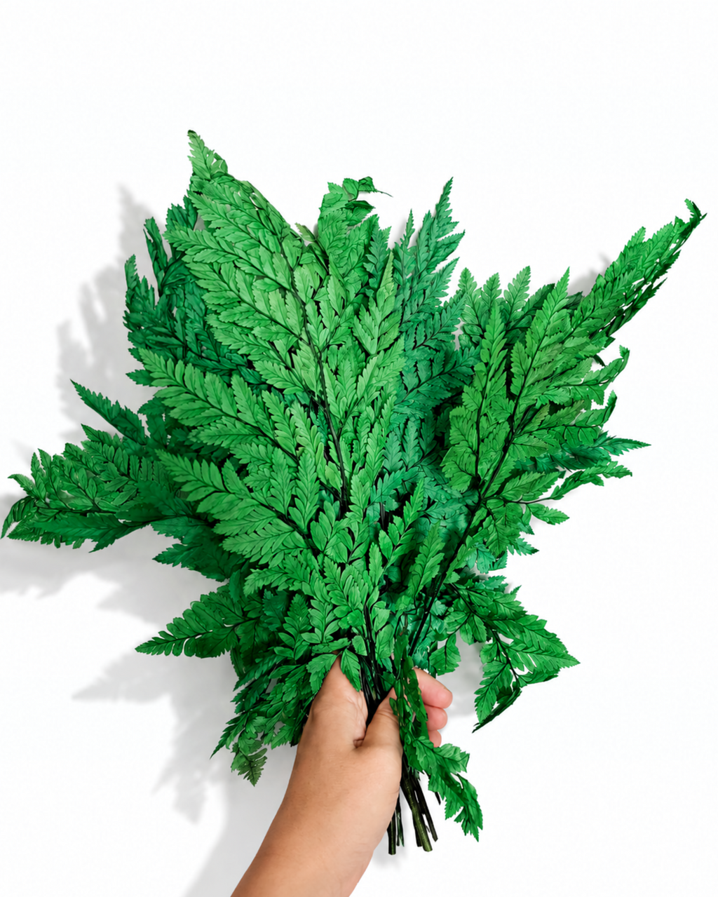 A hand holding a full, single stem of a naturally air-dried green Leatherleaf Fern leaf, 35-40cm length, against a white background.
