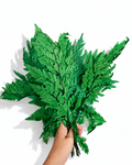 A hand holding a full, single stem of a naturally air-dried green Leatherleaf Fern leaf, 35-40cm length, against a white background.
