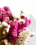 Macro close-up shot of two-tone pink and crisp white papery Statice flower clusters.

