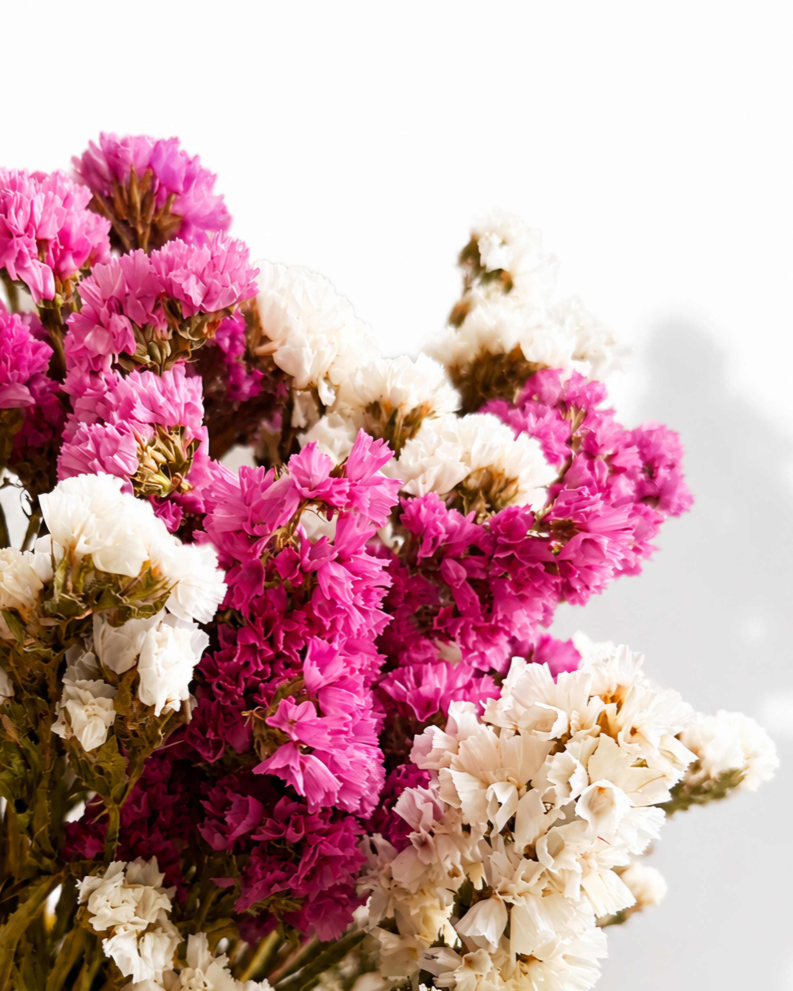 Macro close-up shot of two-tone pink and crisp white papery Statice flower clusters.

