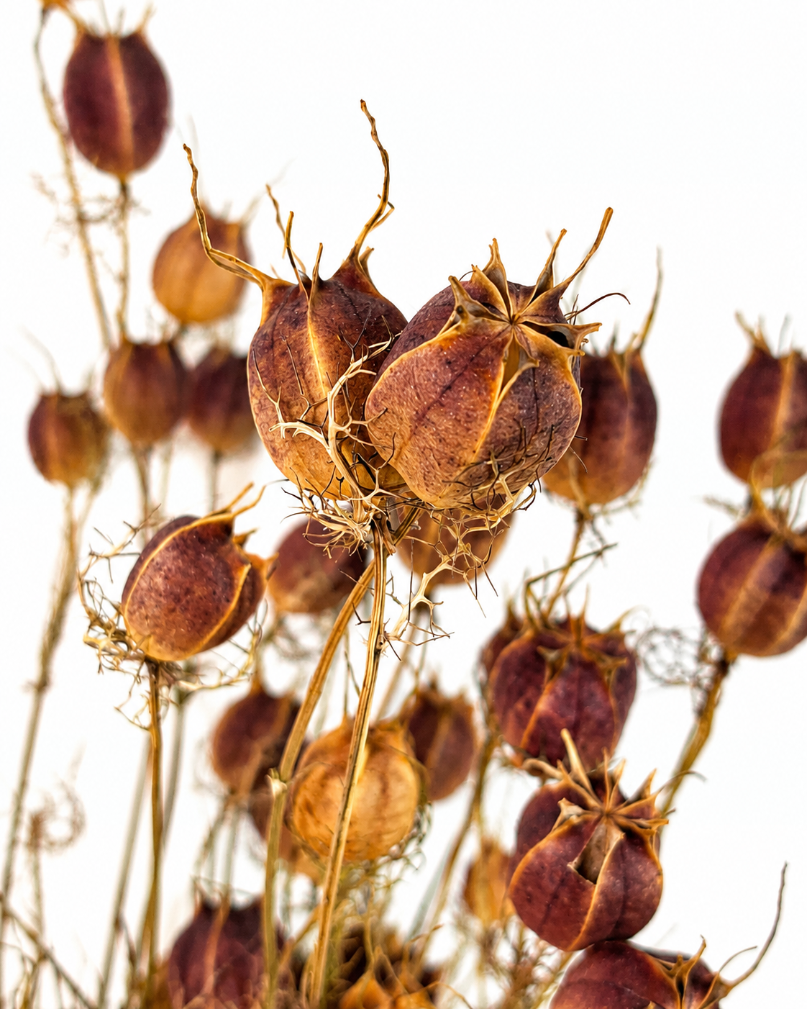 Macro shot of inflated dried Nigella seed capsules highlighting delicate crown-like tips and organic texture.
