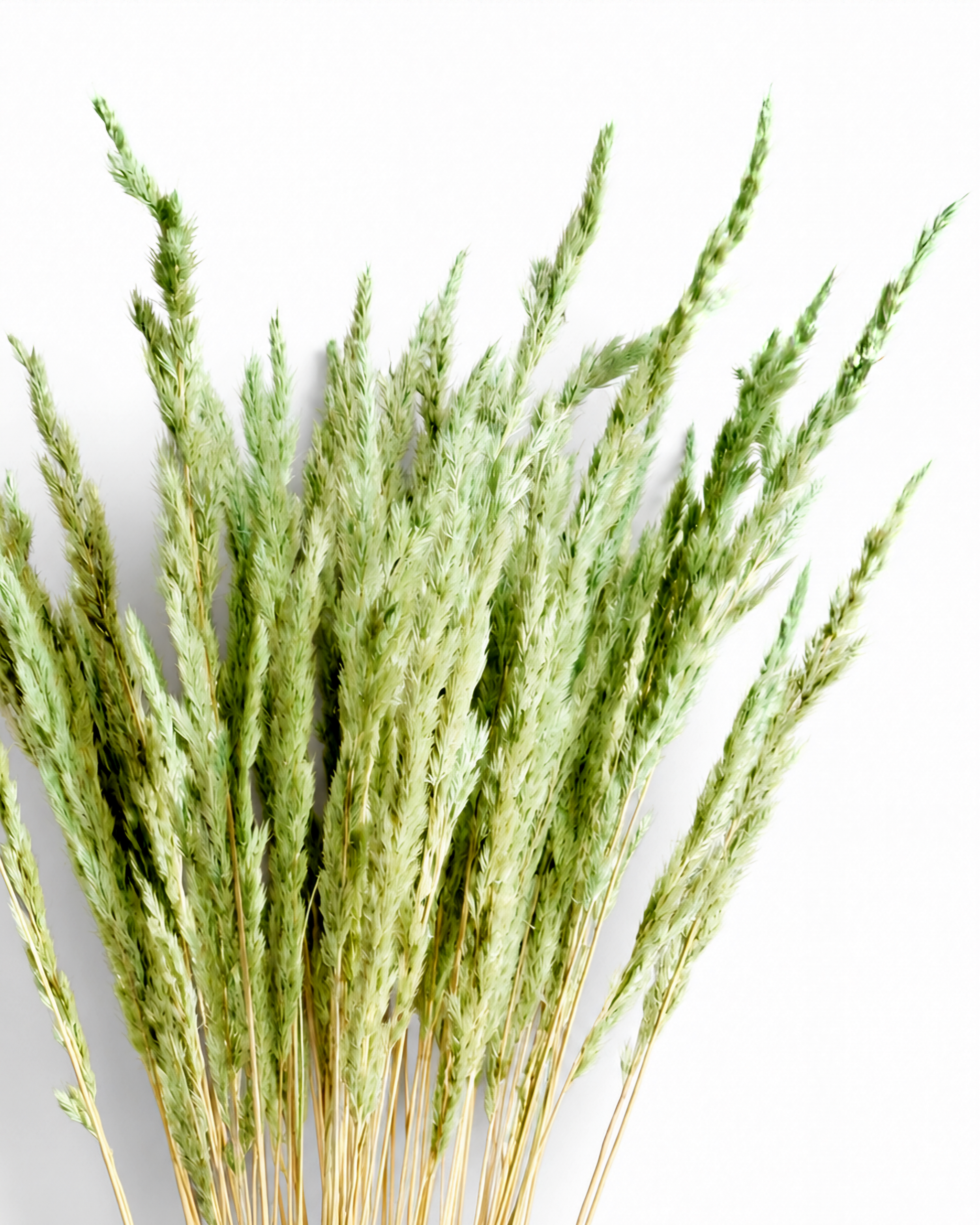 Close-up shot of a bundle of light green dried Calamagrostis reed grass stems lying diagonally across a white background.
