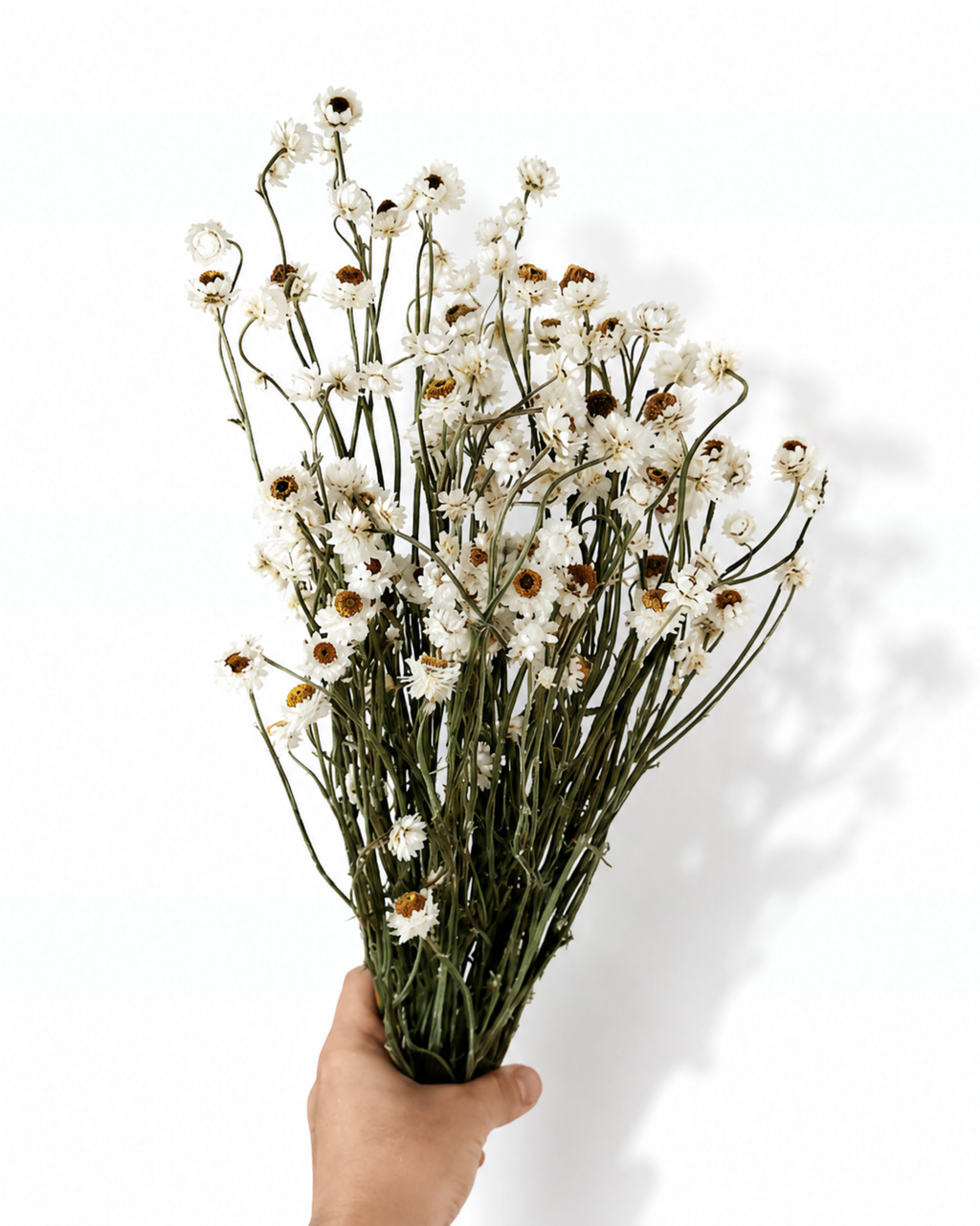 White preserved ammobium stems 50g bunch with 50-55 cm length for tall vase Scandi decor