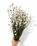 White preserved ammobium stems 50g bunch with 50-55 cm length for tall vase Scandi decor
