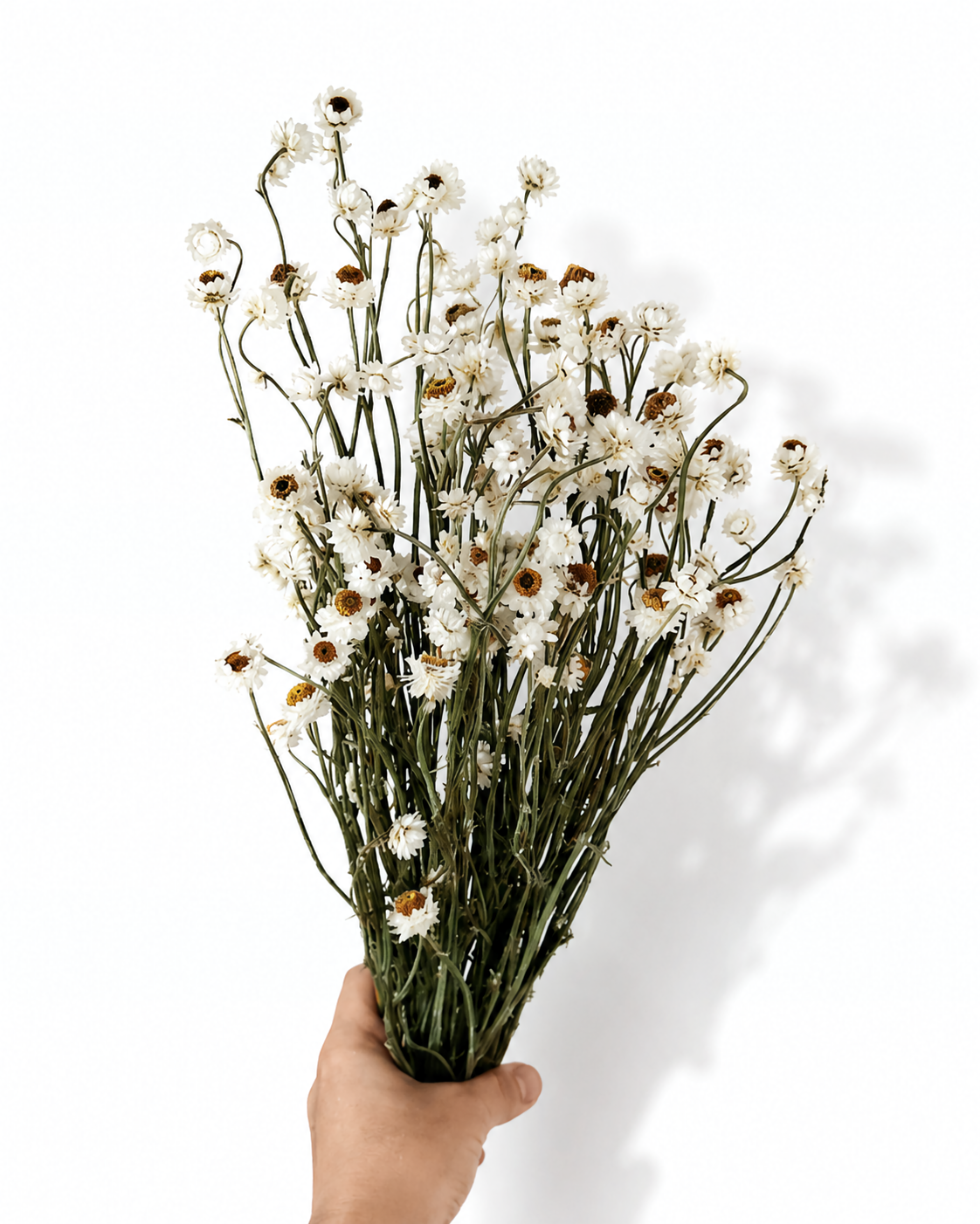 White preserved ammobium stems 50g bunch with 50-55 cm length for tall vase Scandi decor