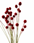 A hand holding a single dense red craspedia spherical flower head showing rich color and texture.

