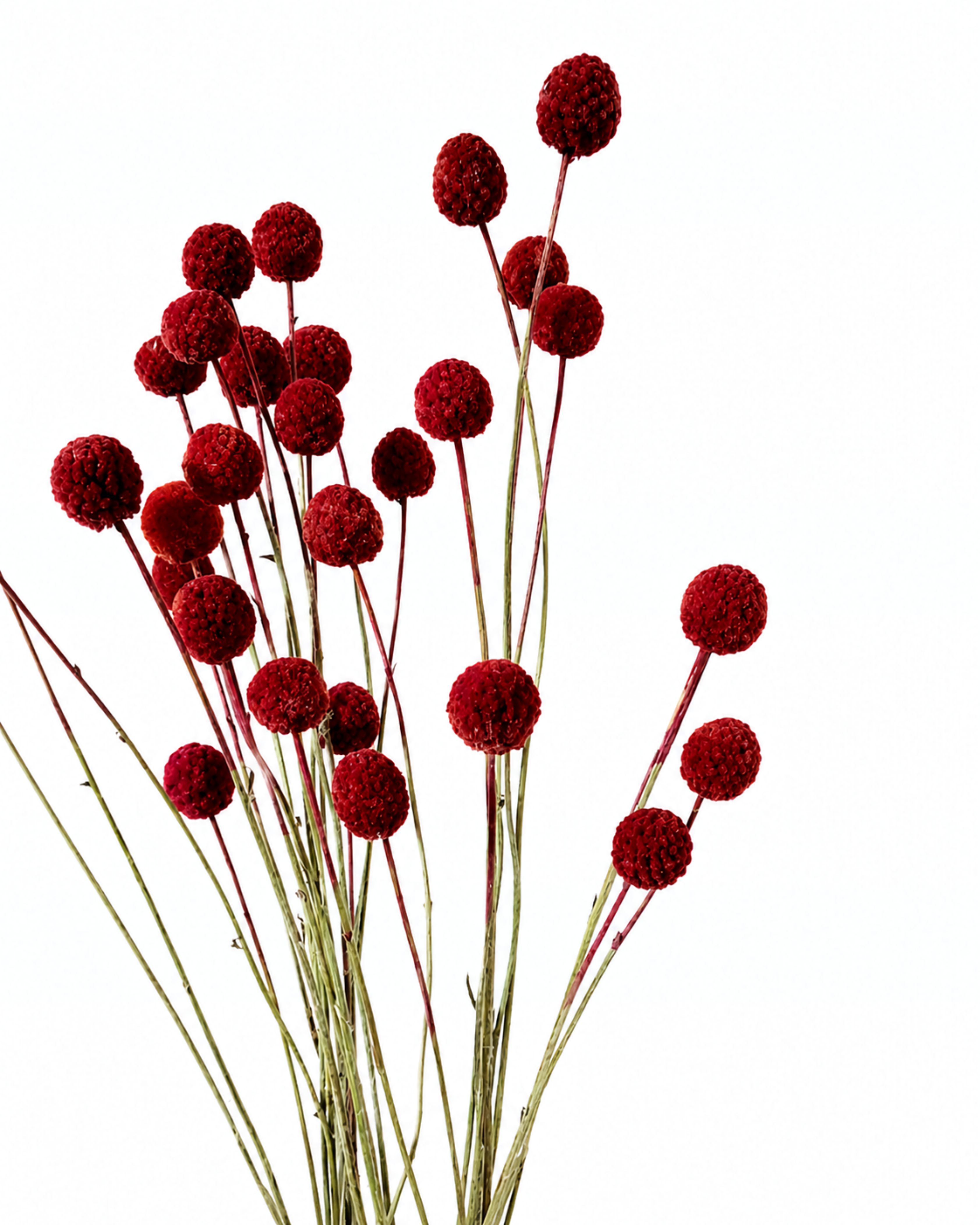 A hand holding a single dense red craspedia spherical flower head showing rich color and texture.
