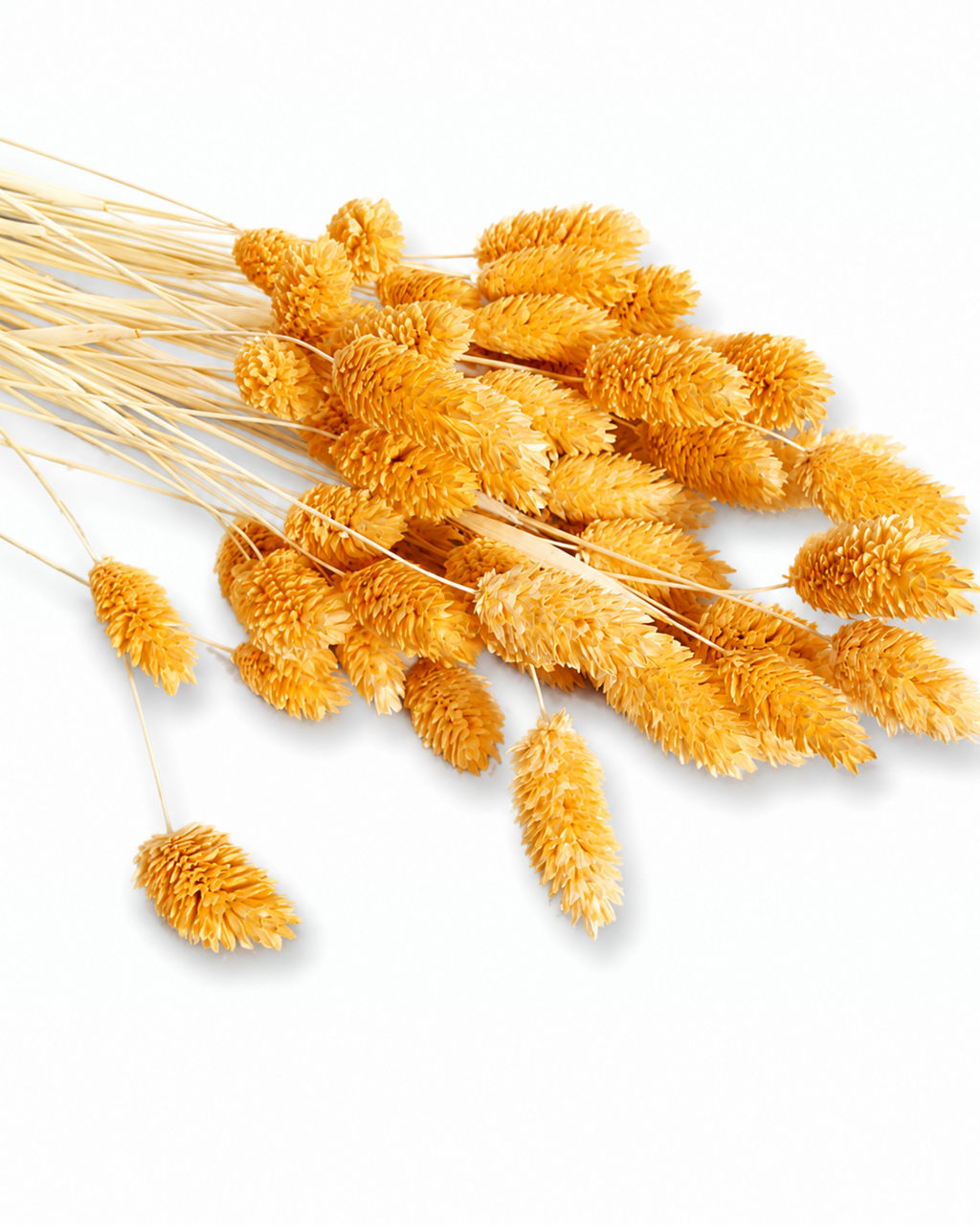 A bundle of preserved light orange Phalaris stems laid diagonally on a plain white backdrop, highlighting 50-60 cm stem lengths.
