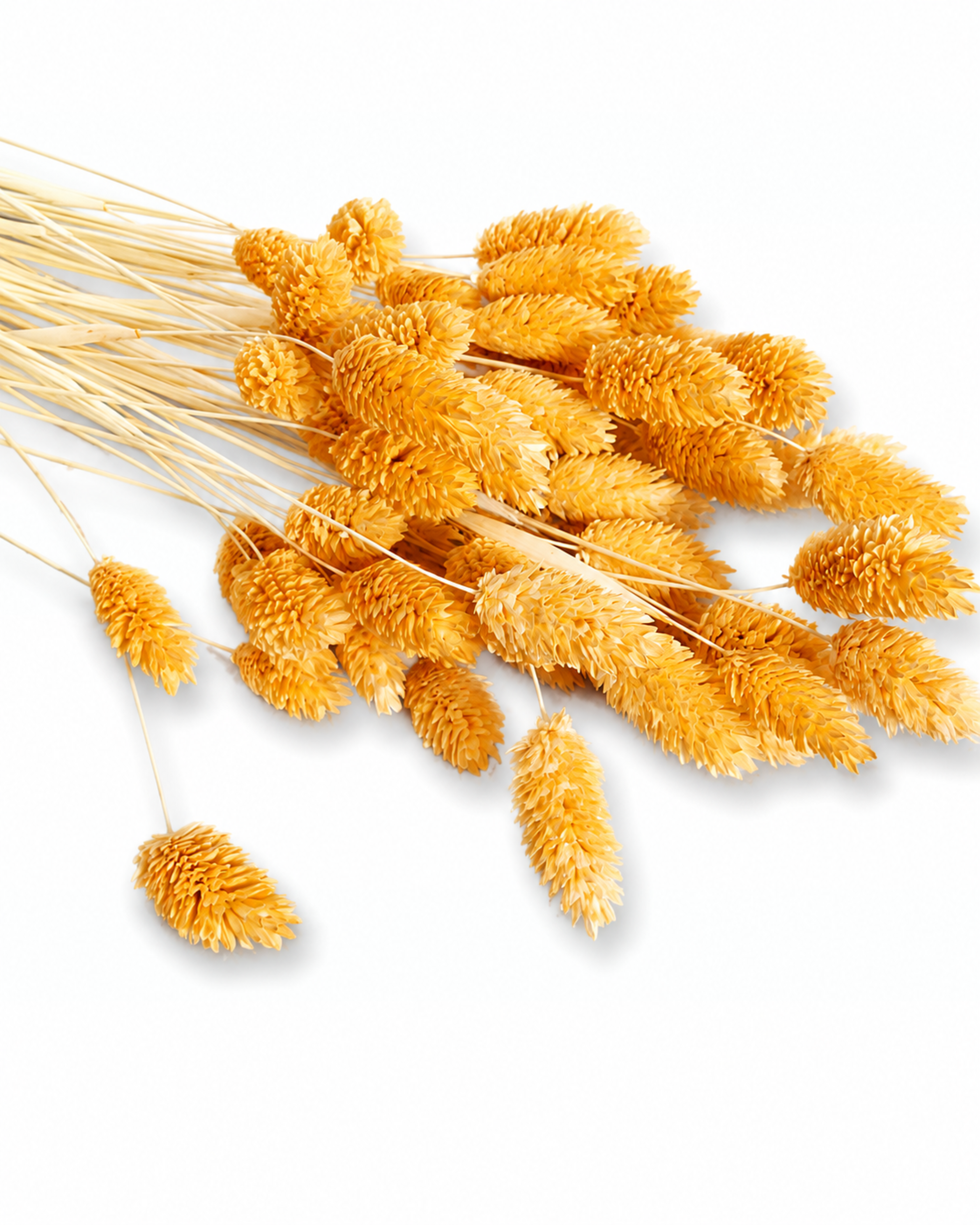 A bundle of preserved light orange Phalaris stems laid diagonally on a plain white backdrop, highlighting 50-60 cm stem lengths.
