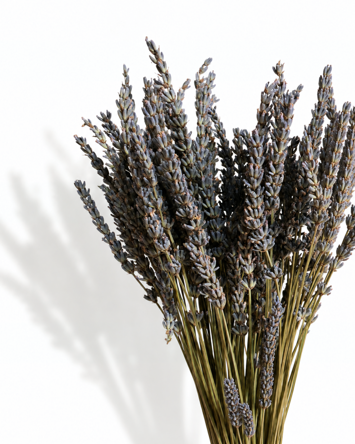 Close-up texture view of rich purple dried lavender buds and slender stems against a white background.

