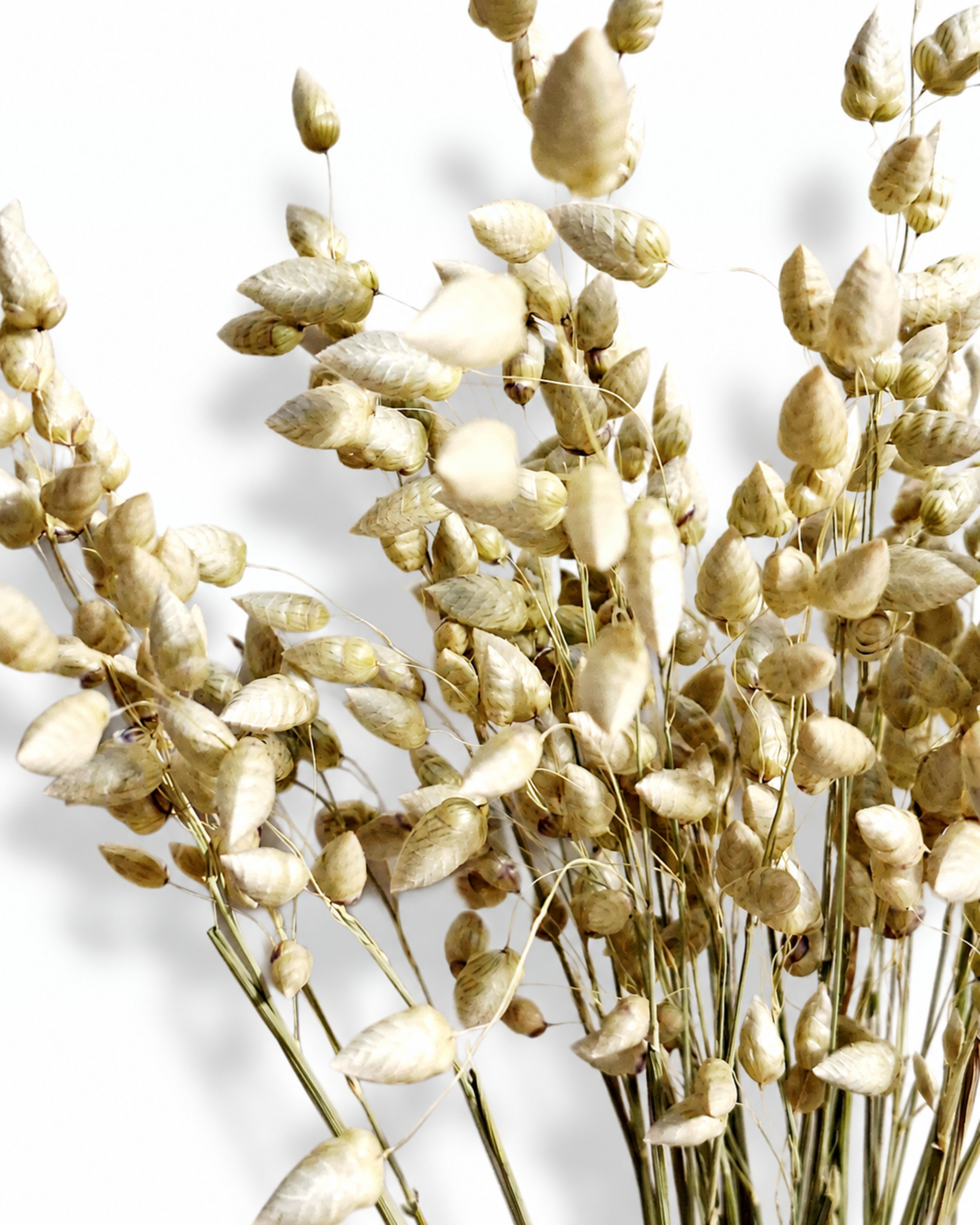 Close-up view of natural wheat-colored Briza grass seed heads showing dangling lantern shapes.
