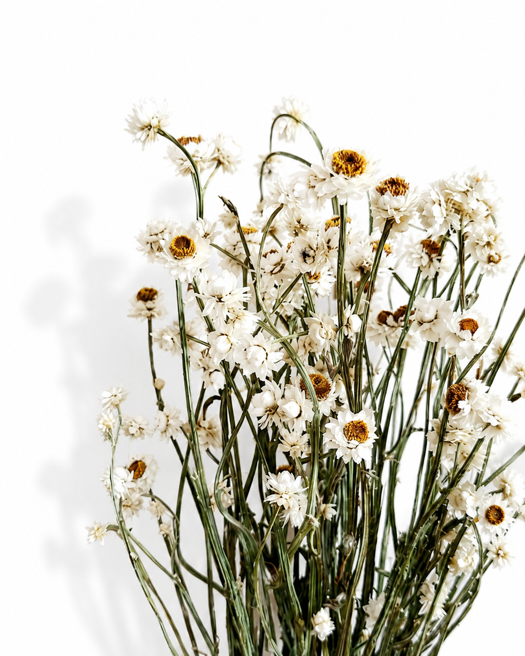 White Ammobium Bouquet