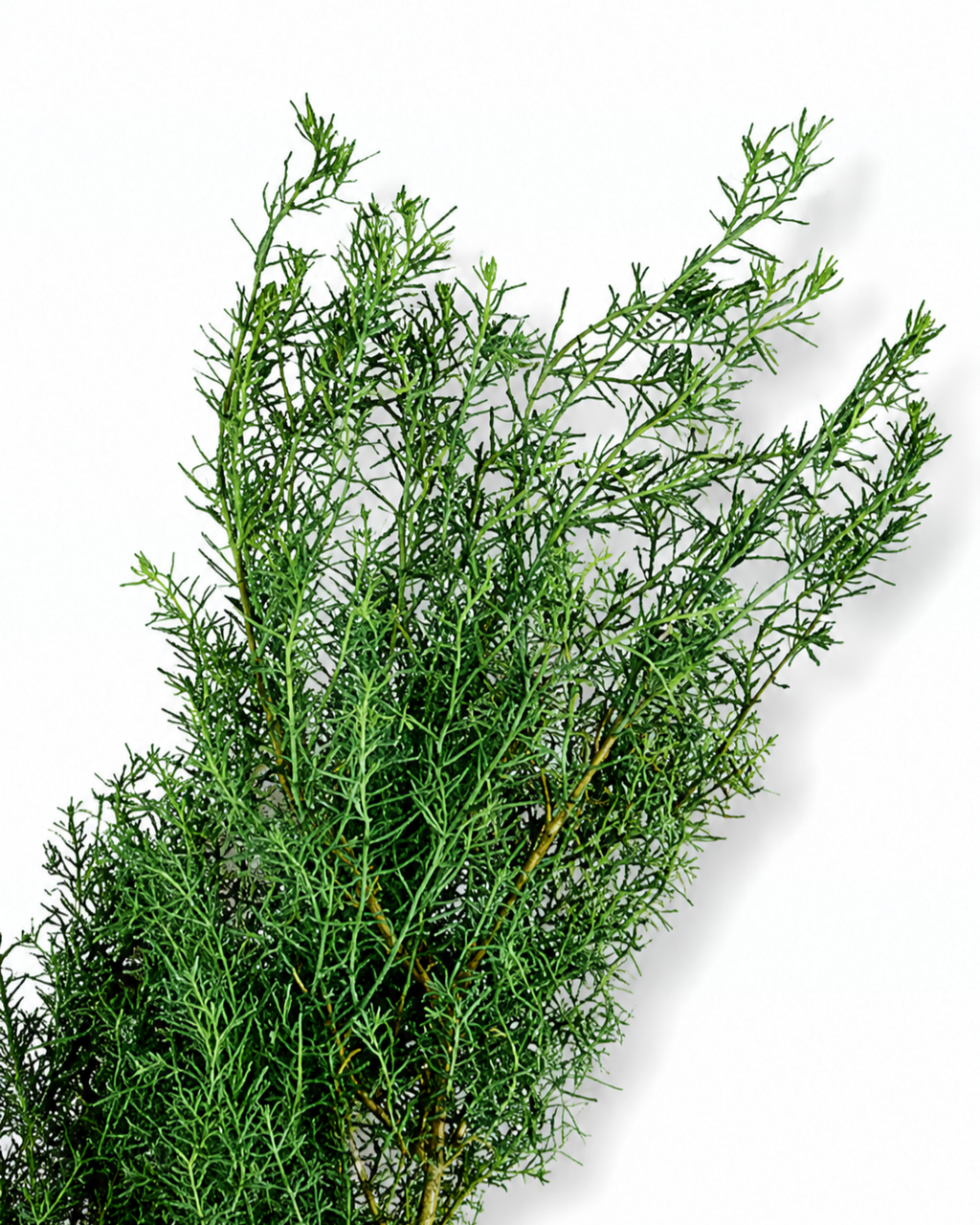 Stabilized Juniper Branch