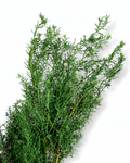 Stabilized Juniper Branch