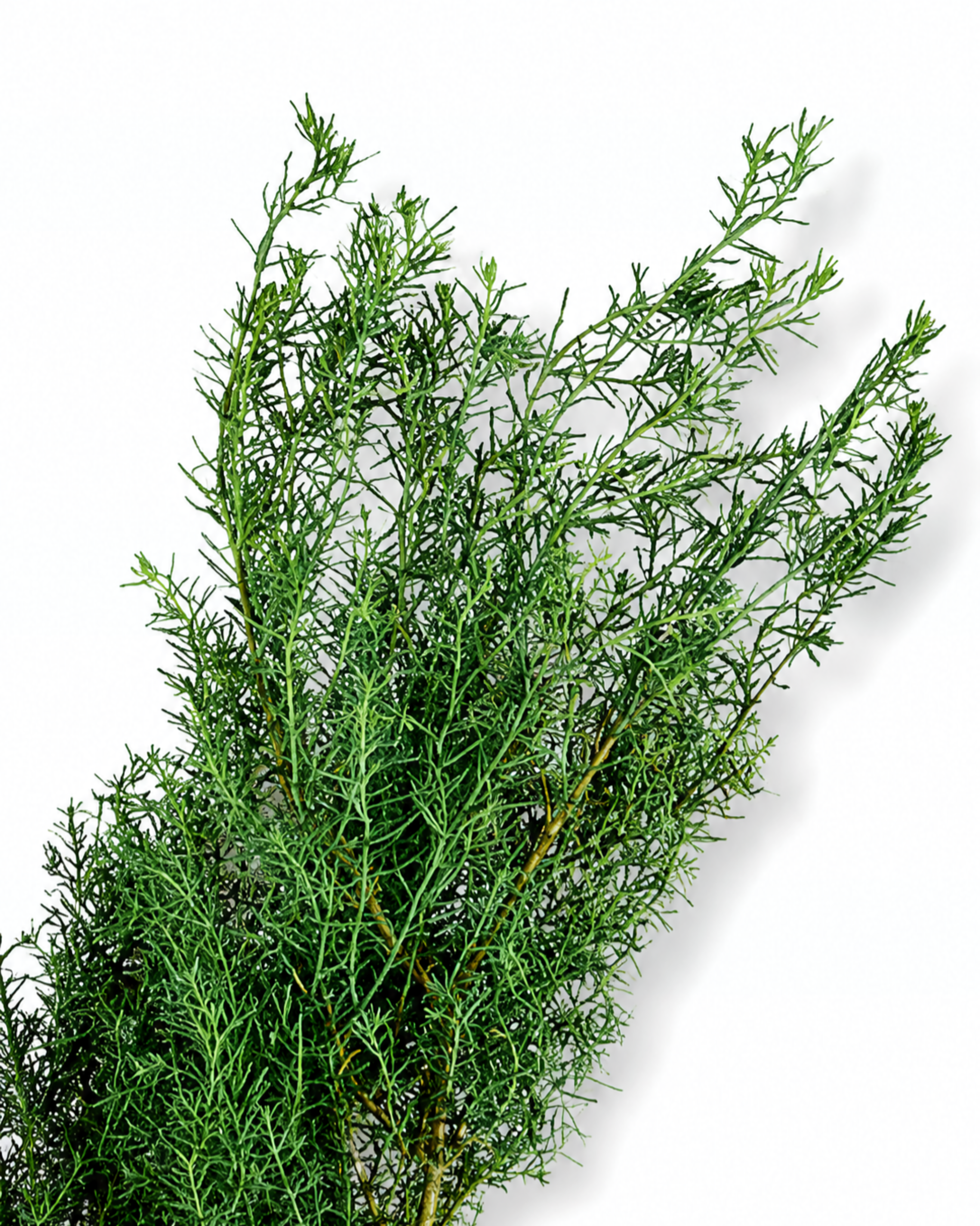 Stabilized Juniper Branch