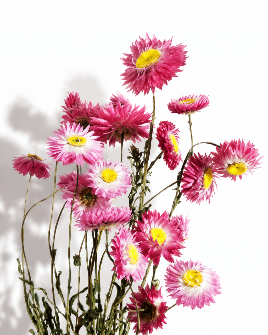Pink Helichrysum Stems