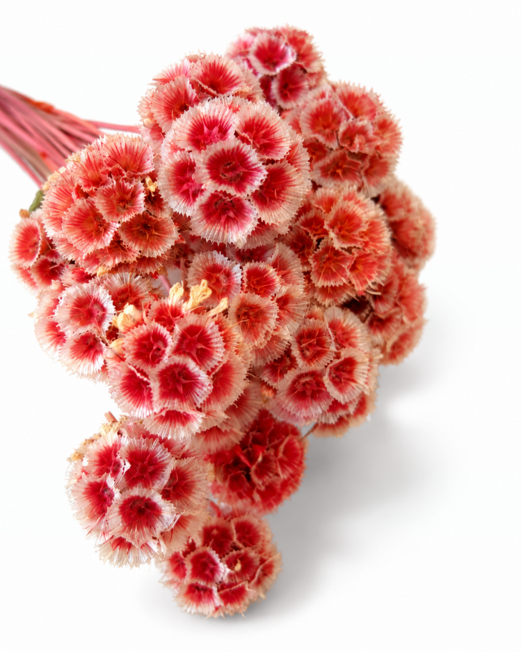 Coral Red Dried Scabiosa Stems - 15-17cm Starflower Pods (Bunch of 10)