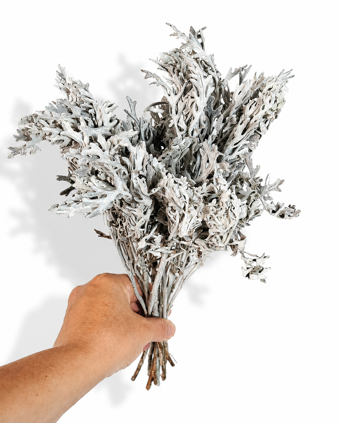 Silver Cineraria Stems