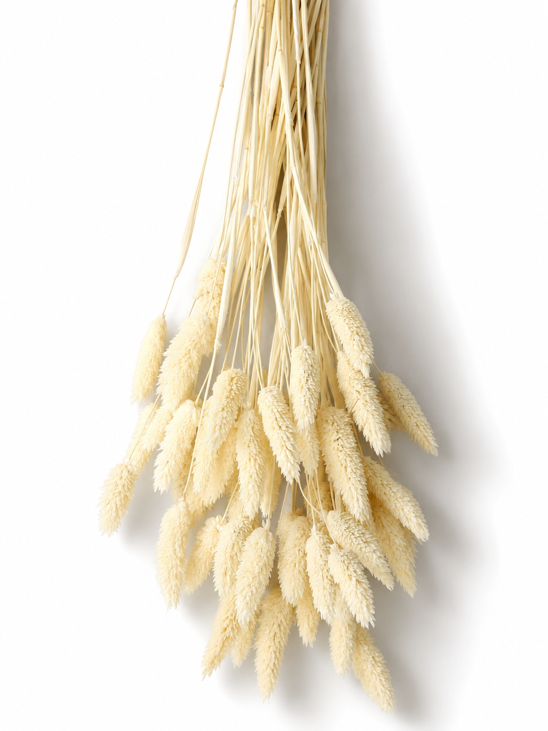 White Phalaris Stems