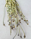 Natural Dried Poppy Stems