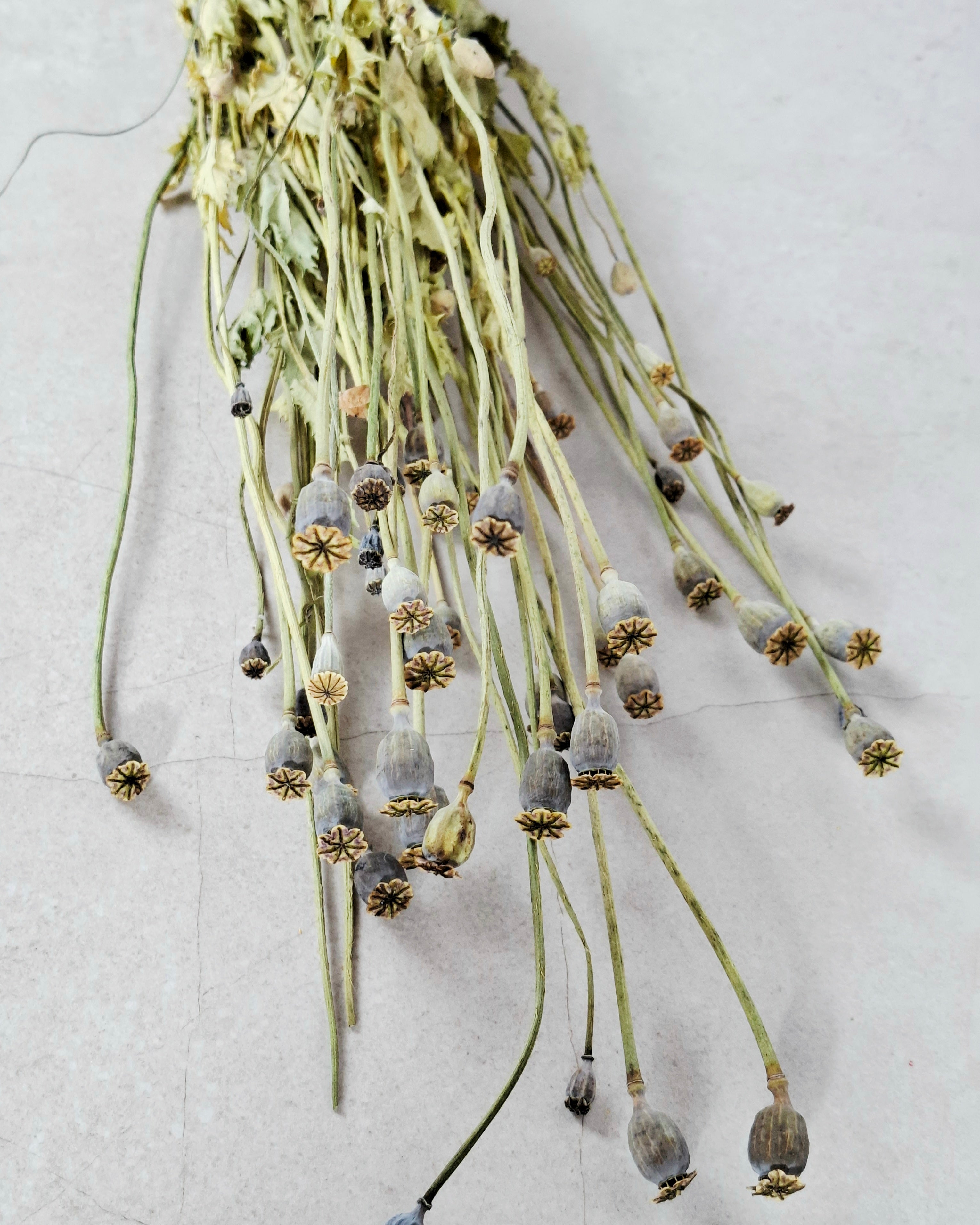 Natural Dried Poppy Stems