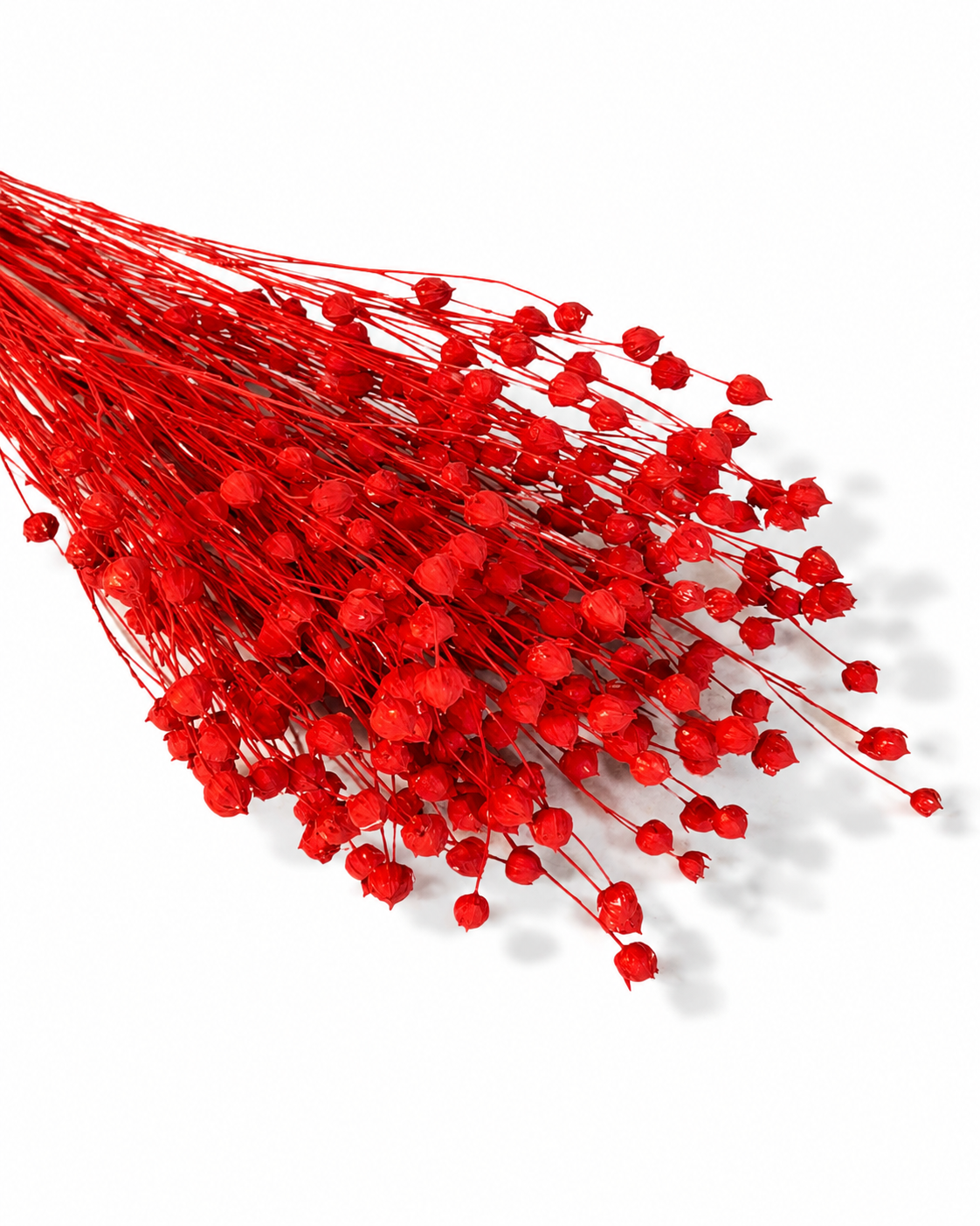 Bright Red Dried Flax Stems