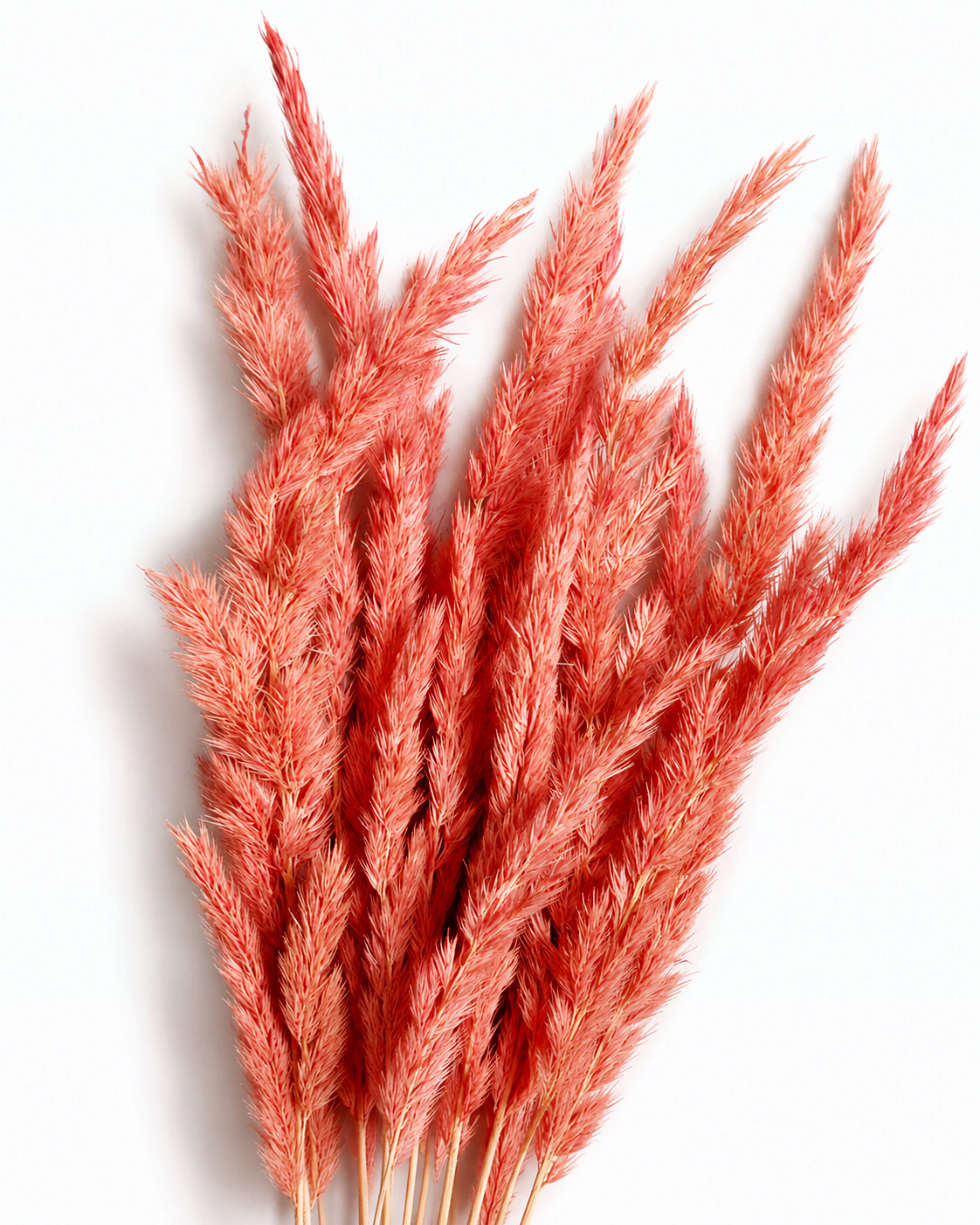 Close-up photo of fluffy dusty pink dried Calamagrostis reed grass plumes against a white background.
