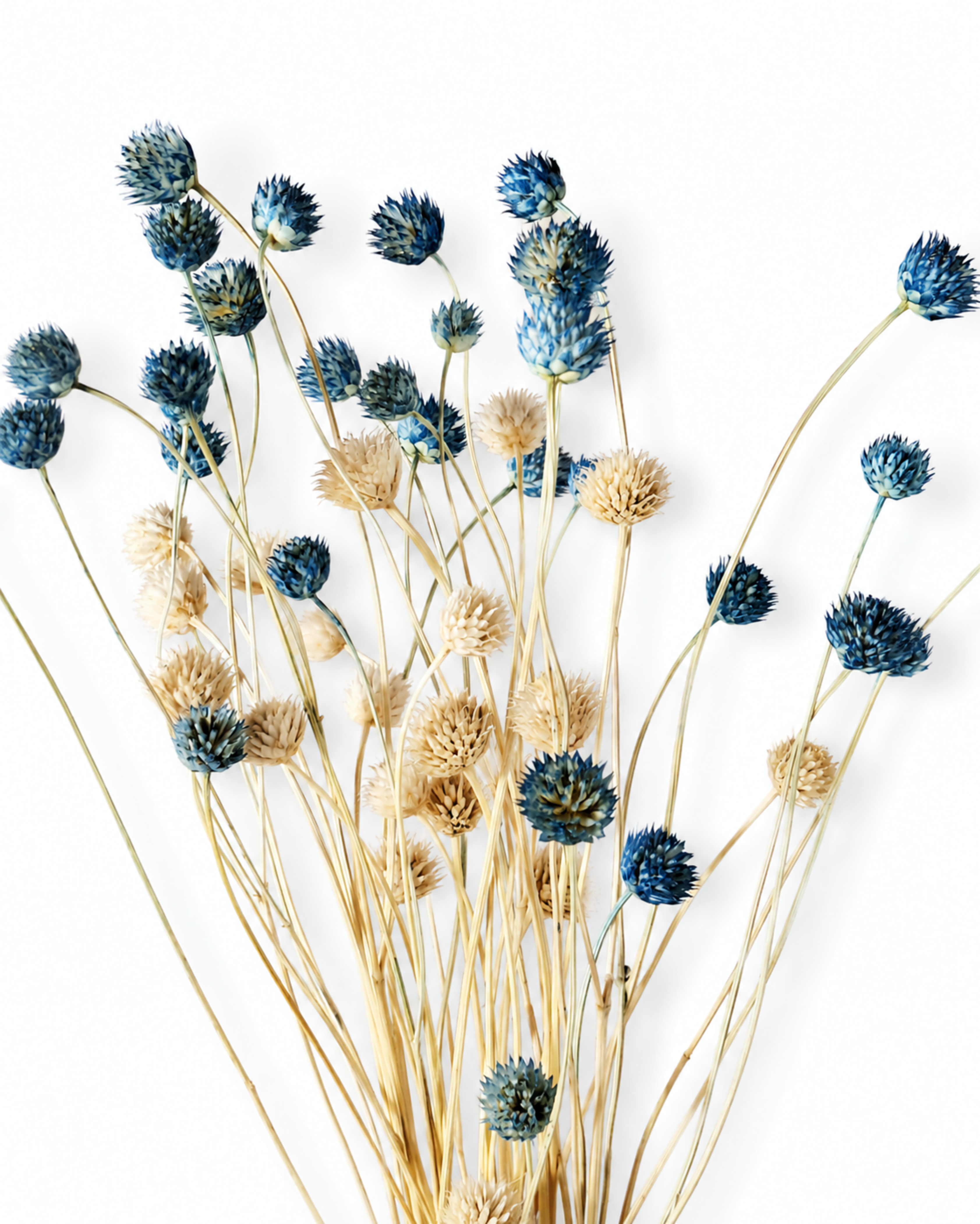 A bouquet of dried blue and white Cephalaria stems with small button-shaped flower heads against a white background.
