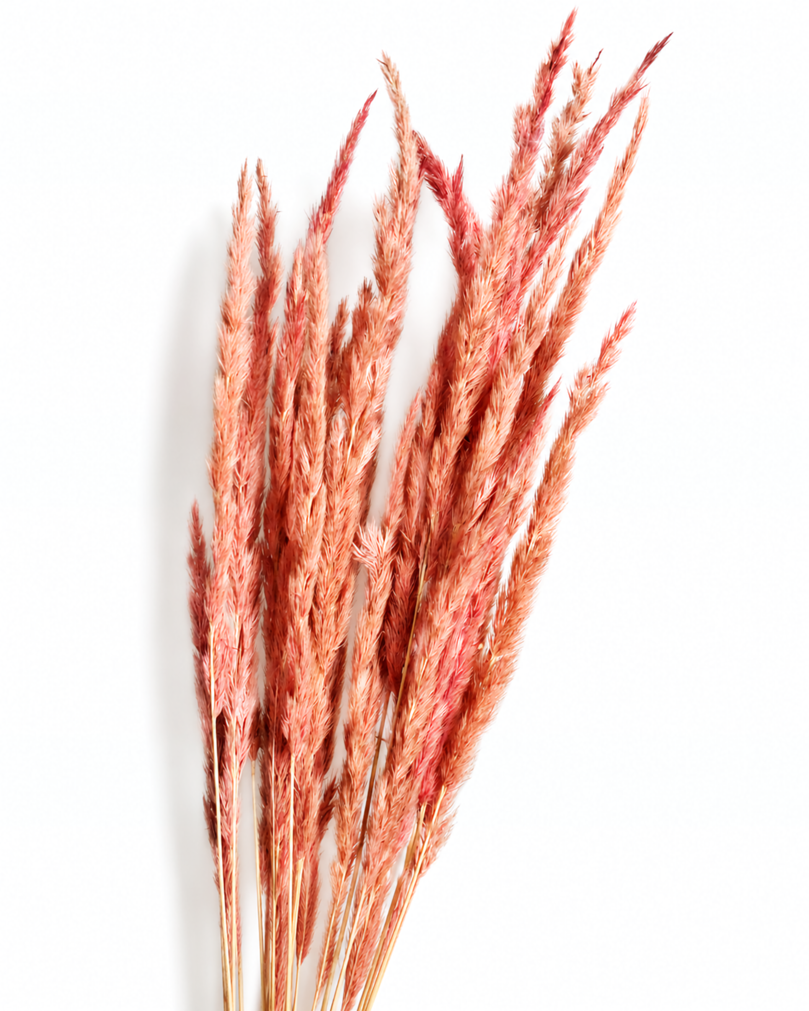 Dusty Pink Calamagrostis Stems