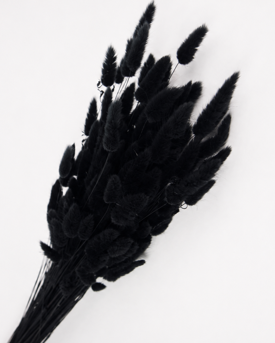 Black Bunny Tail Grass