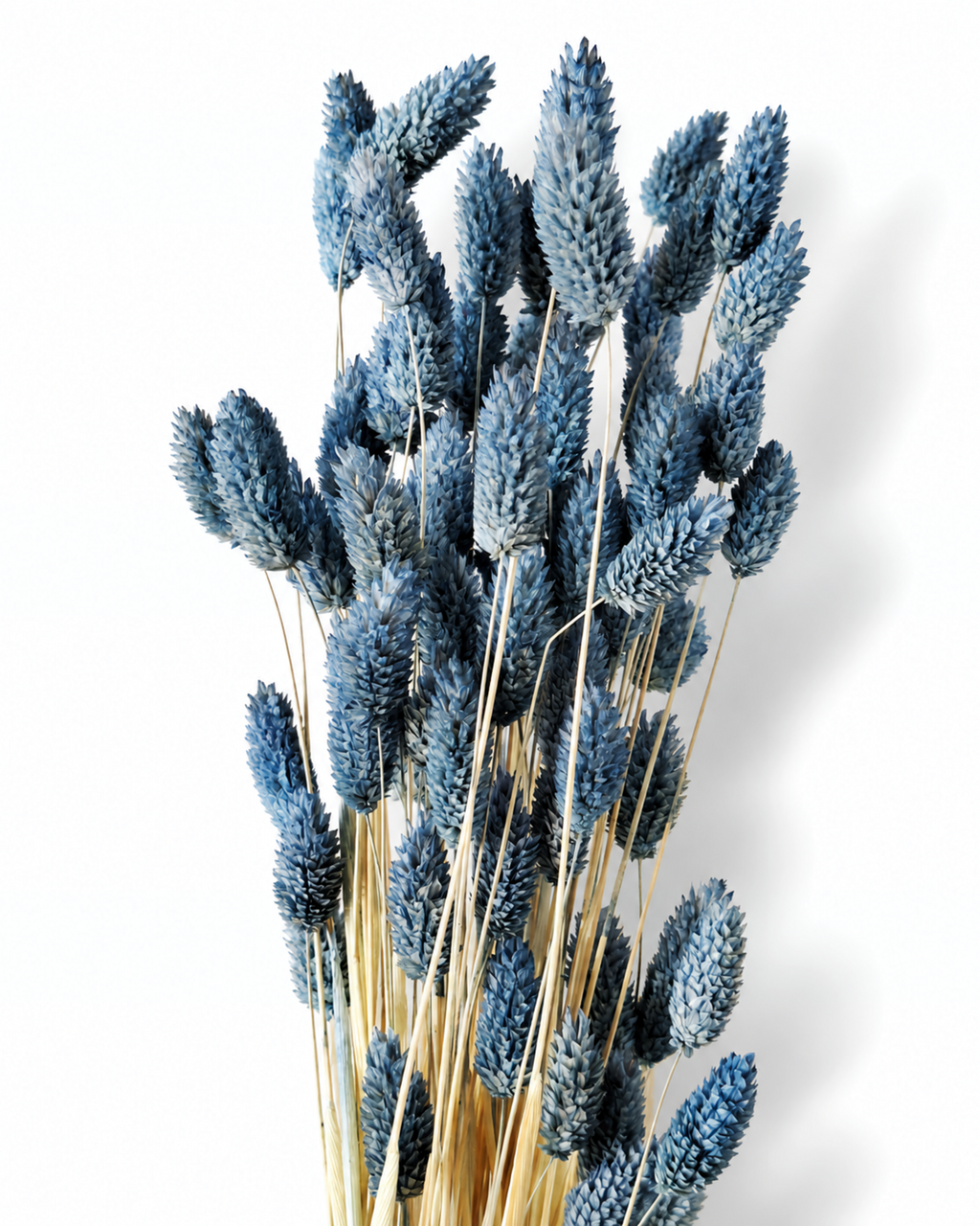 Close-up view of textured dusty blue dried Phalaris seed heads against a neutral background.
