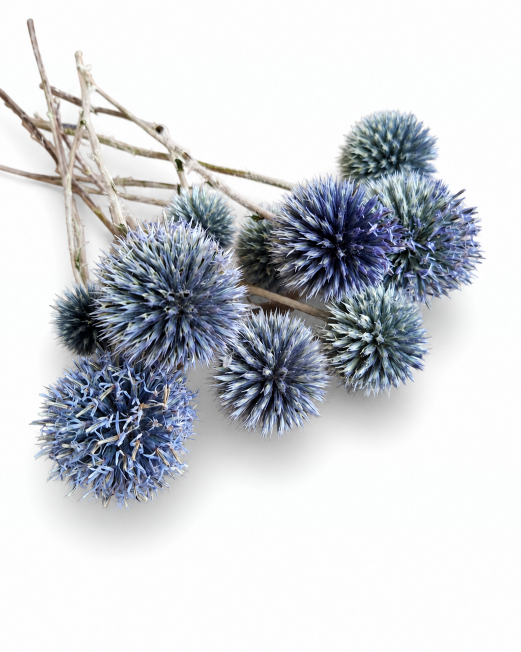 Natural dried steel blue echinops globe thistle stems with round spherical heads displayed diagonally.
