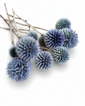 Natural dried steel blue echinops globe thistle stems with round spherical heads displayed diagonally.
