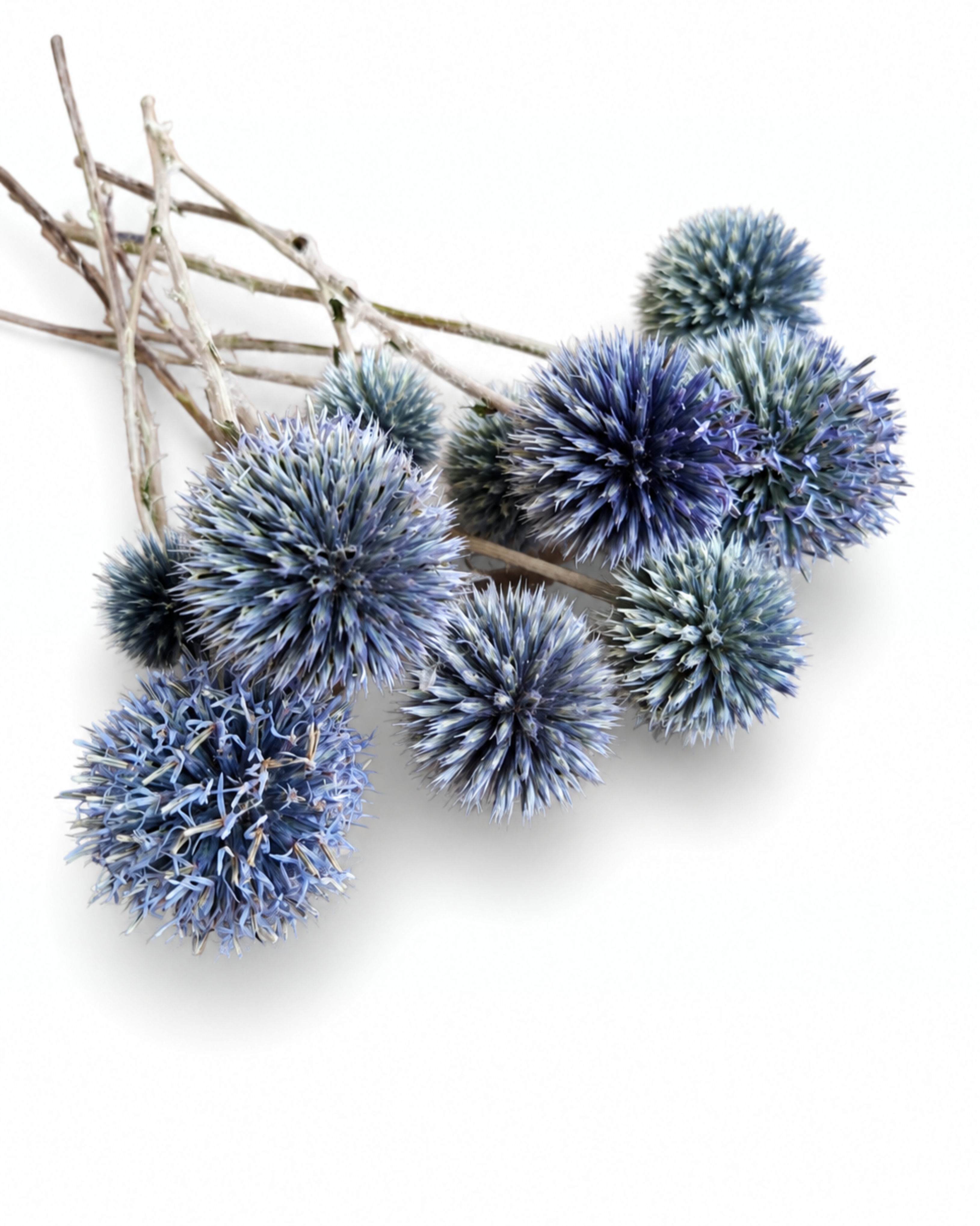 Natural dried steel blue echinops globe thistle stems with round spherical heads displayed diagonally.
