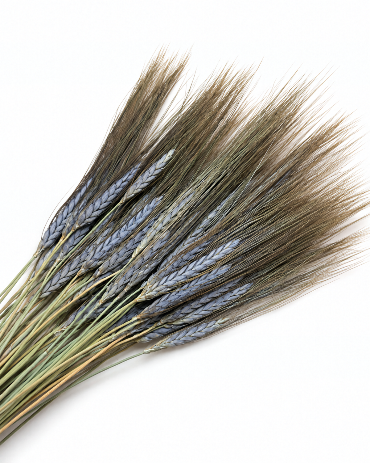 Diagonal view of dried black wheat stems highlighting the natural blue-gray grain color[span_1](start_span)[span_1](end_span).
