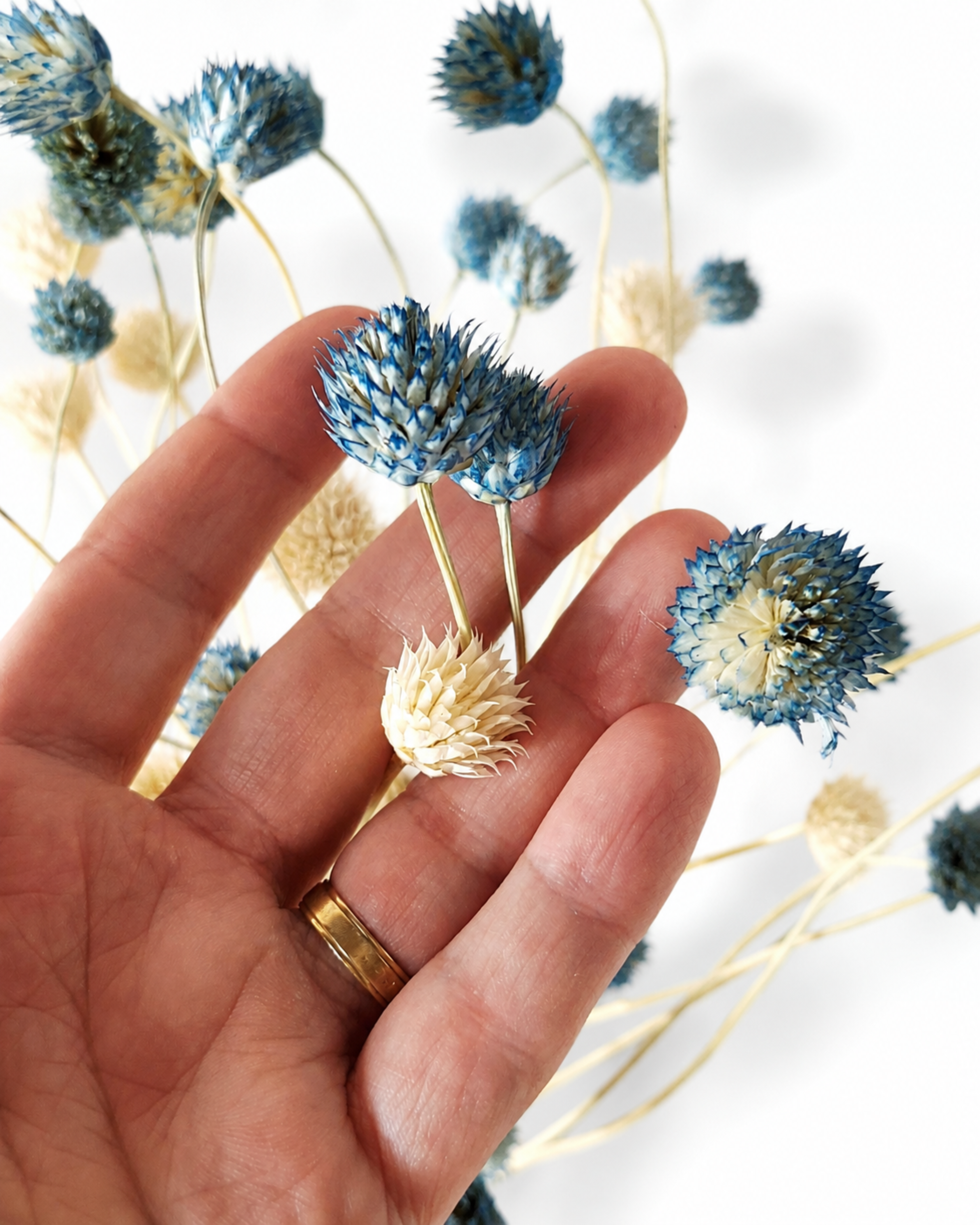 A hand holding blue and white dried Cephalaria flower heads demonstrating texture and size details.

