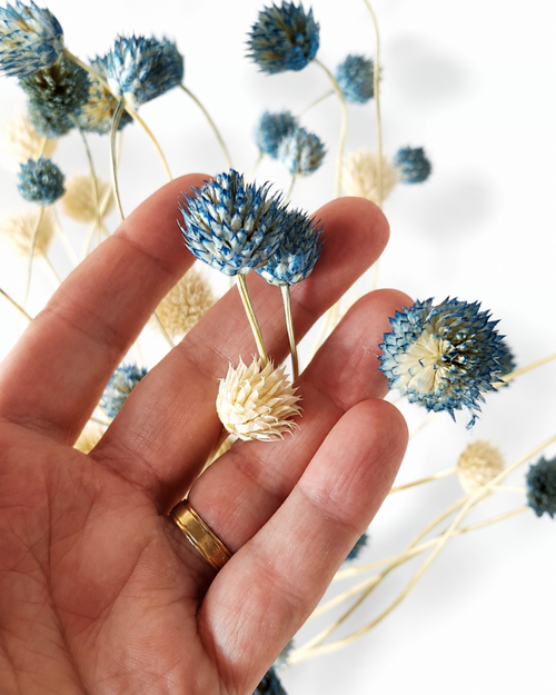 A hand holding blue and white dried Cephalaria flower heads demonstrating texture and size details.
