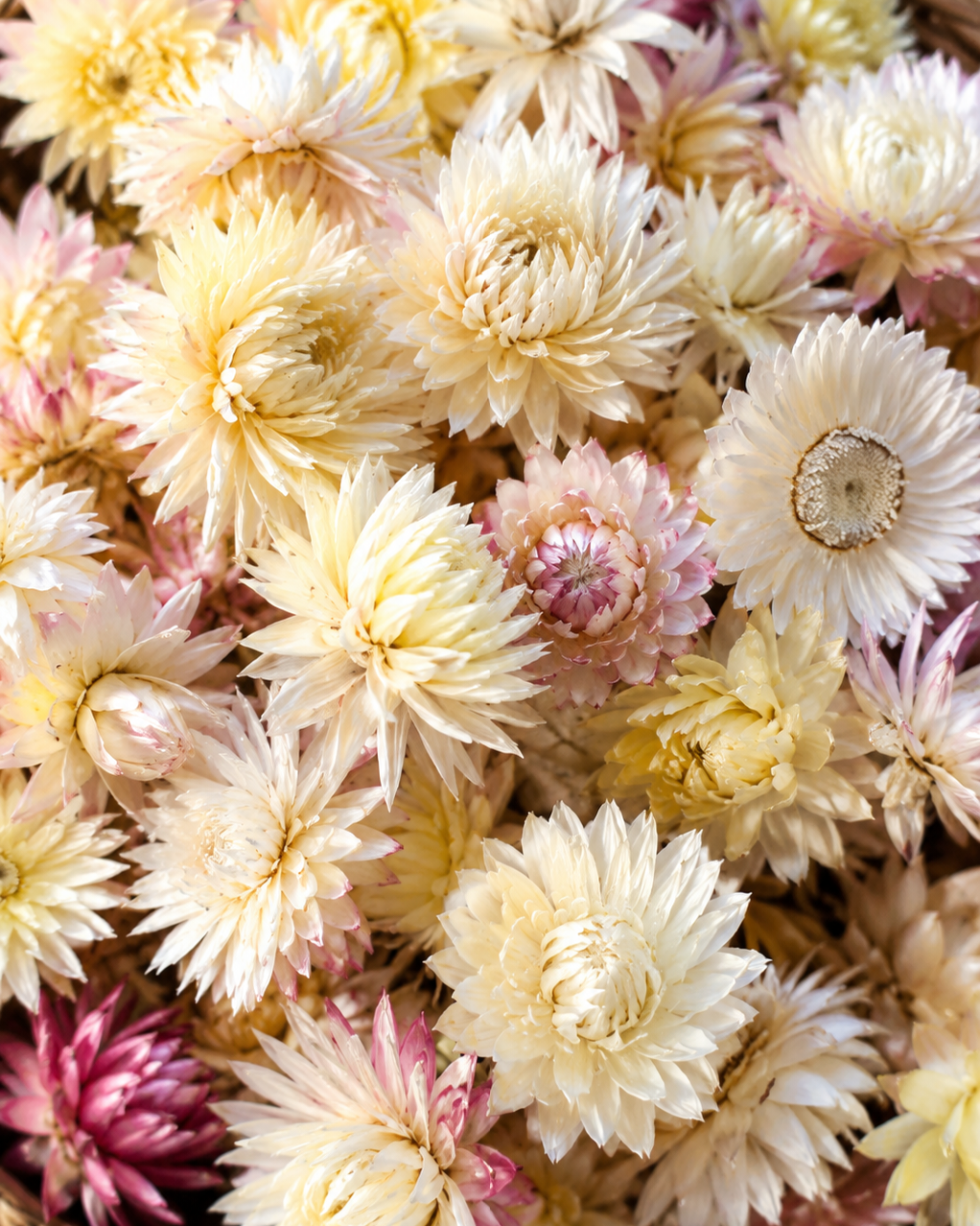 Cream Dried Strawflower Heads Helichrysum