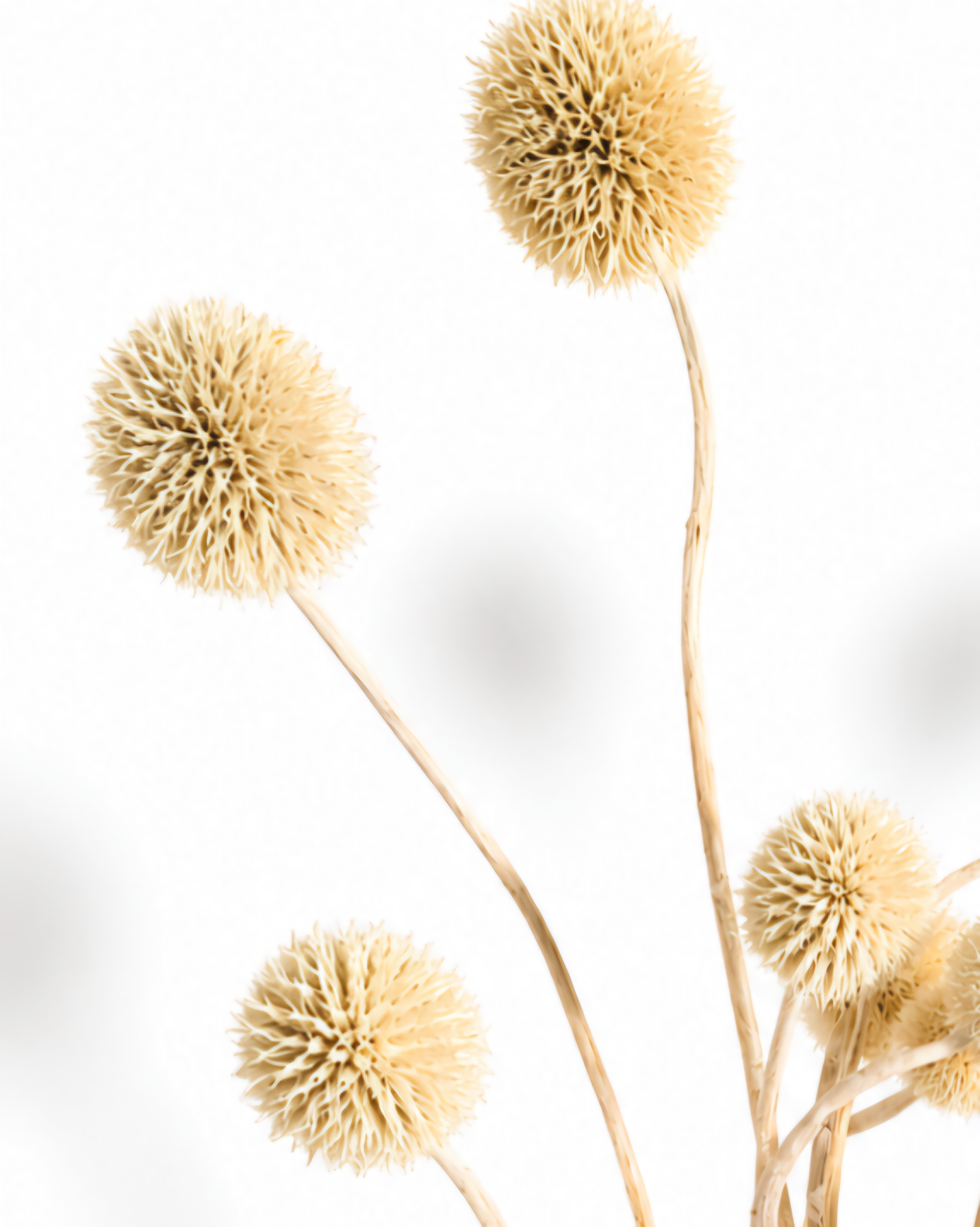 Natural Beige Dried Allium Stems