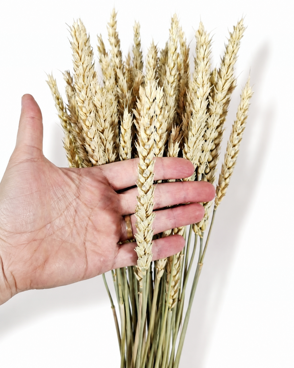 Natural Wheat Bundle
