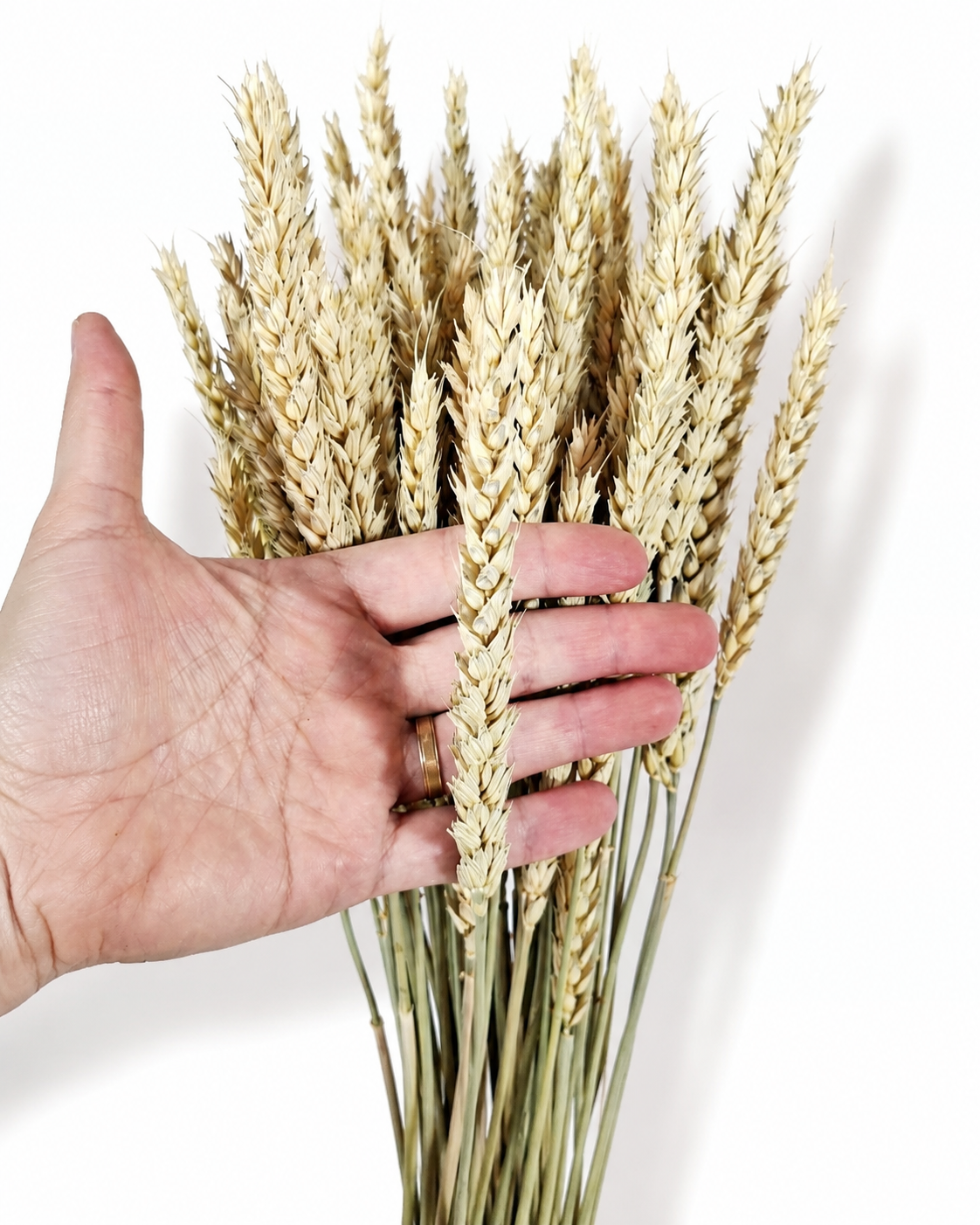Natural Wheat Bundle