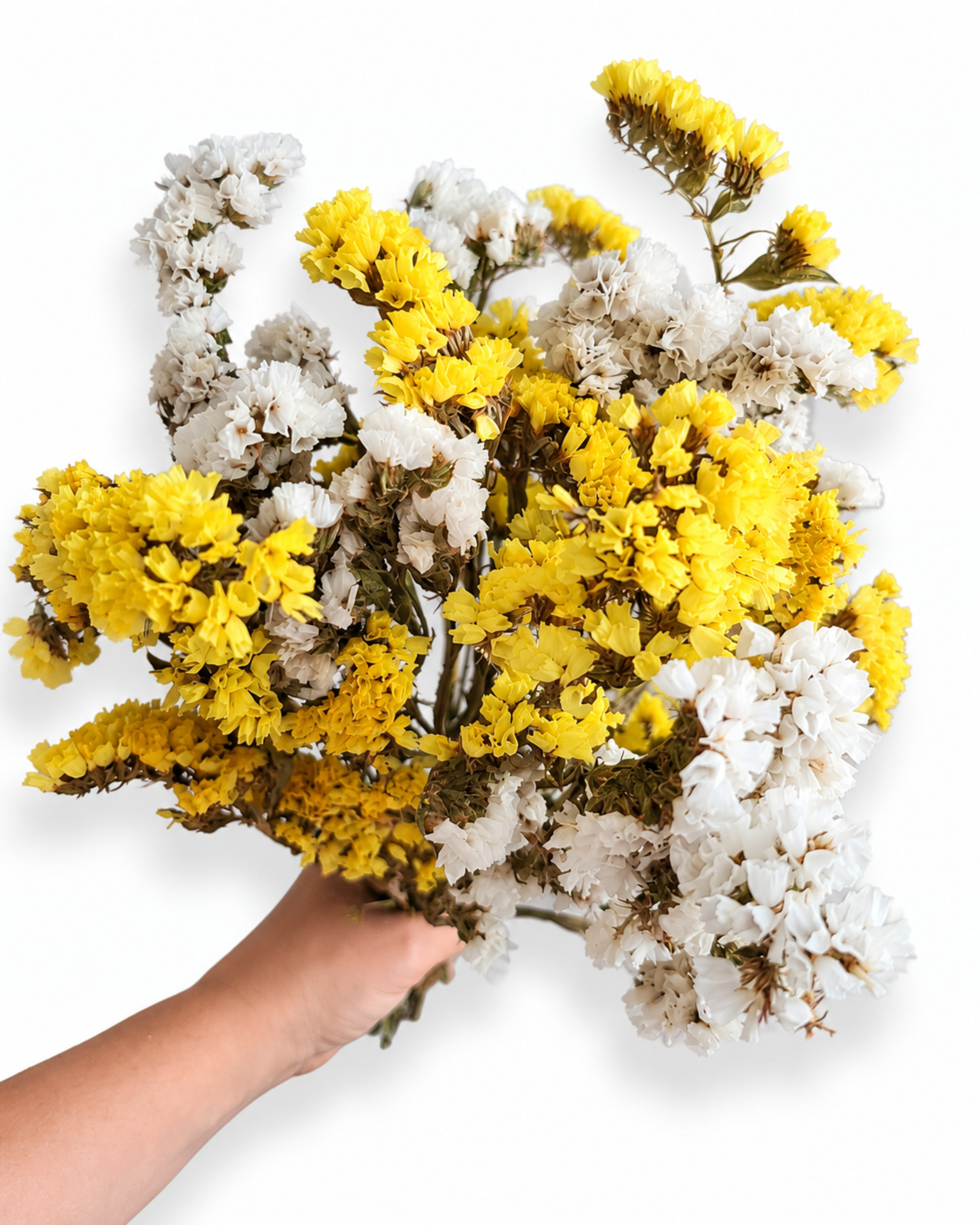 Hand holding a 100g bouquet of mixed bright yellow and crisp white dried Statice flowers.
