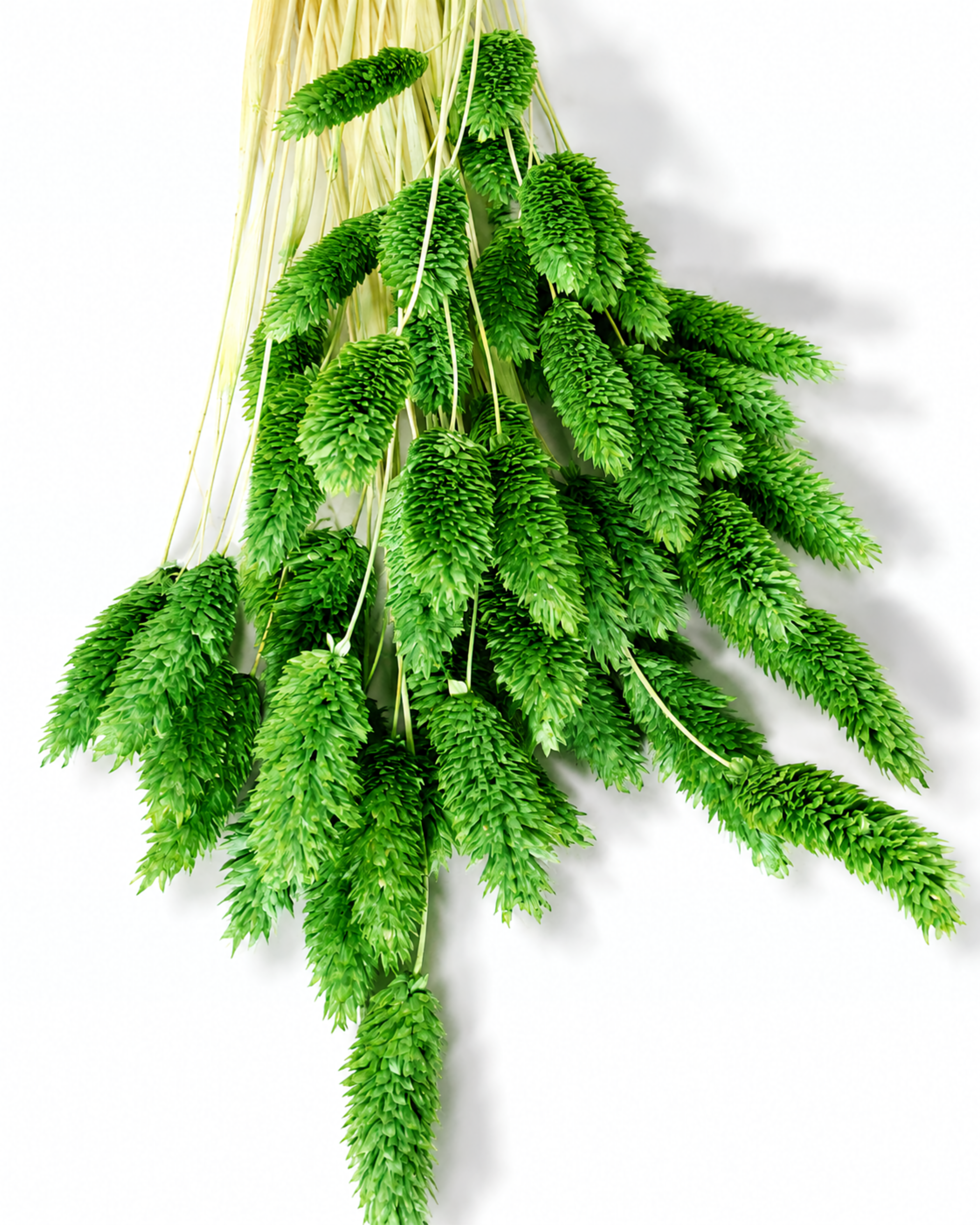 A close-up view of a tied bundle of preserved emerald green Phalaris grass stems laying diagonally across a white background.
