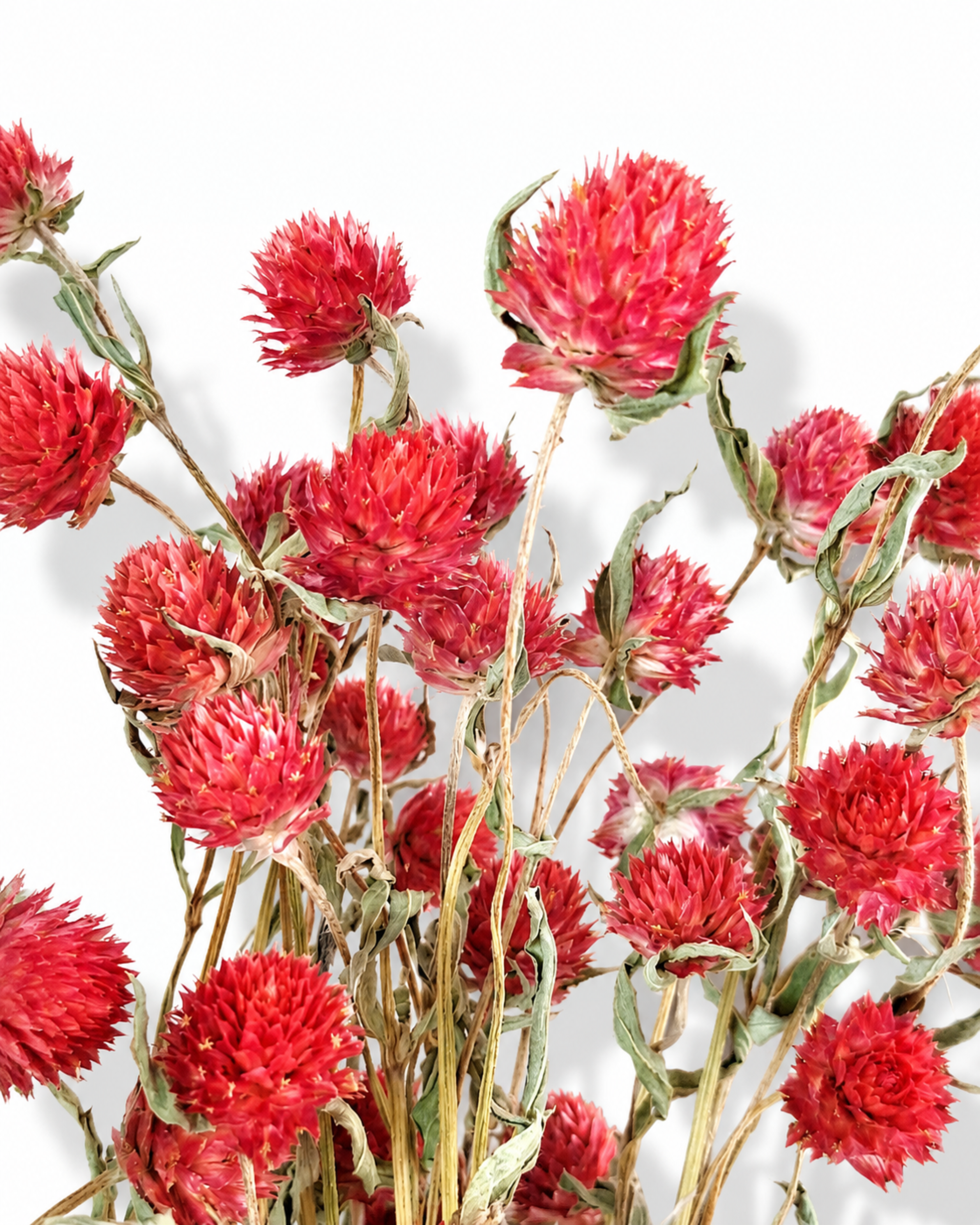 Naturally air-dried strawberry red Gomphrena flower stems, 50g bundle demonstrating the dense rounded texture of blossoms.
