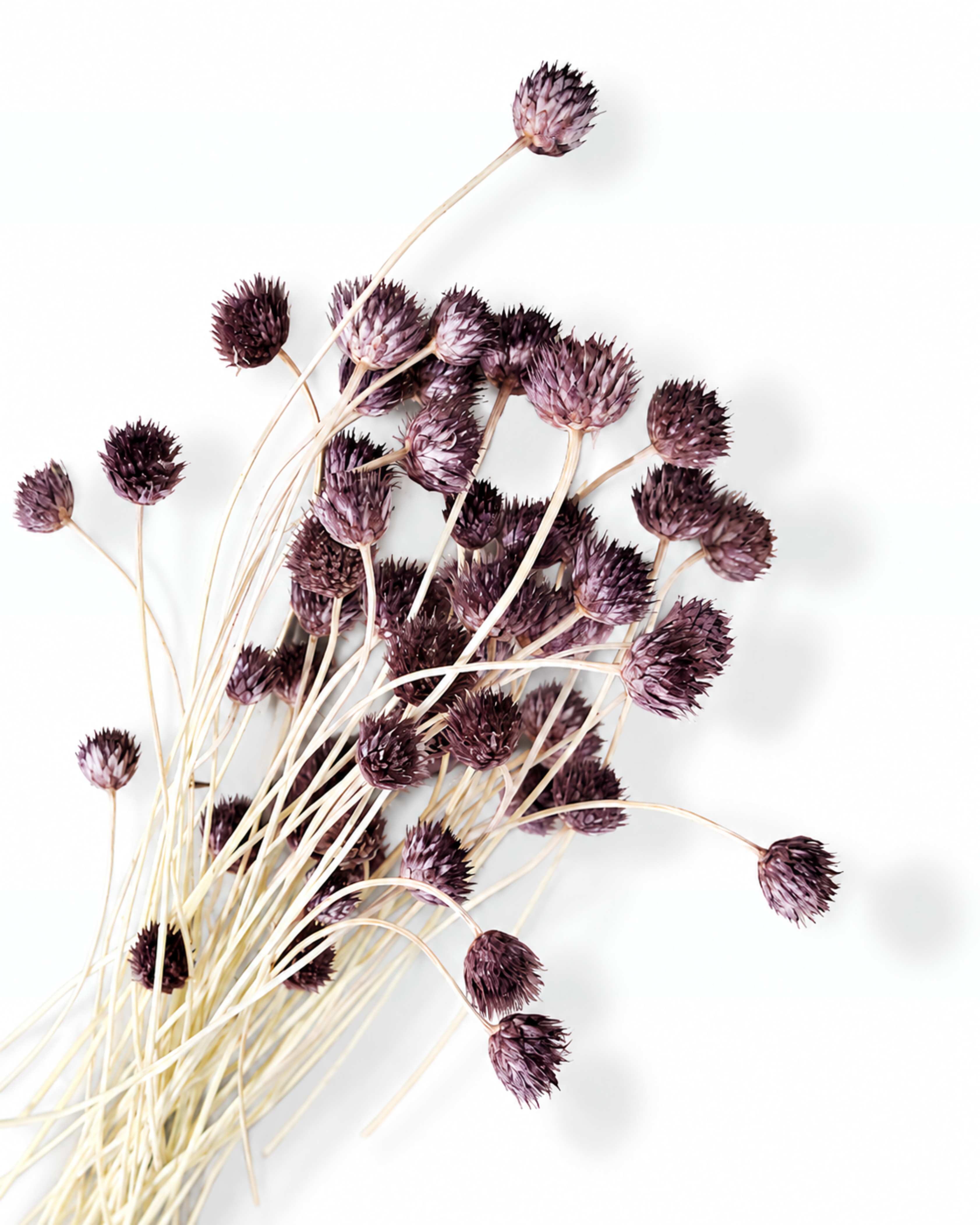 Detailed view of rich plum dried Cephalaria button flowers showing texture on a light surface.
