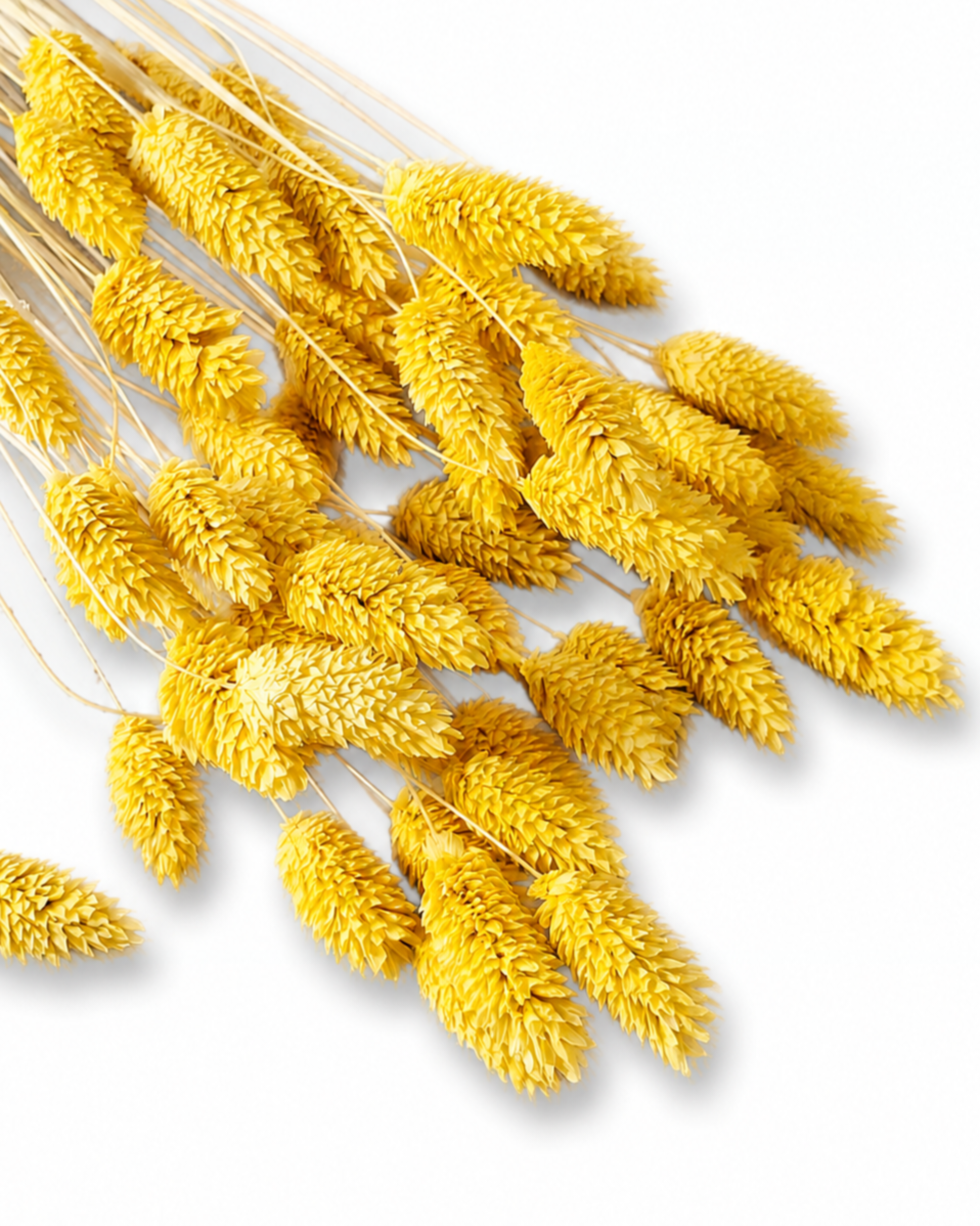 A tied 50-stem bundle of preserved yellow Phalaris grass laid diagonally, highlighting its 50-60 cm stem length on a white surface.
