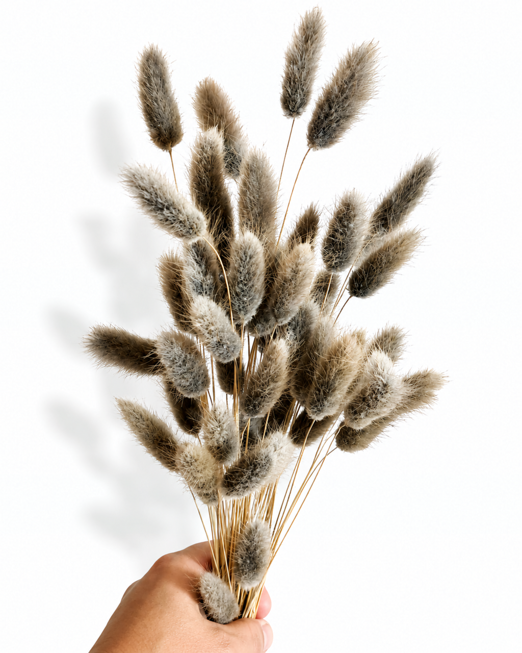A hand holding a bundle of 50 preserved dark grey Lagurus bunny tail stems showing full soft plumes against a clean white backdrop.
