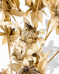 Close-up shot of preserved ivory safflower heads showing delicate papery petals and natural structural details against a white background.
