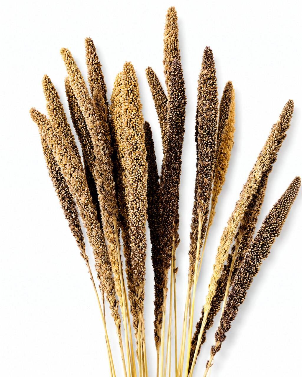 Close-up view of natural beige and brown dried Setaria foxtail grass stems on a clean white background.
