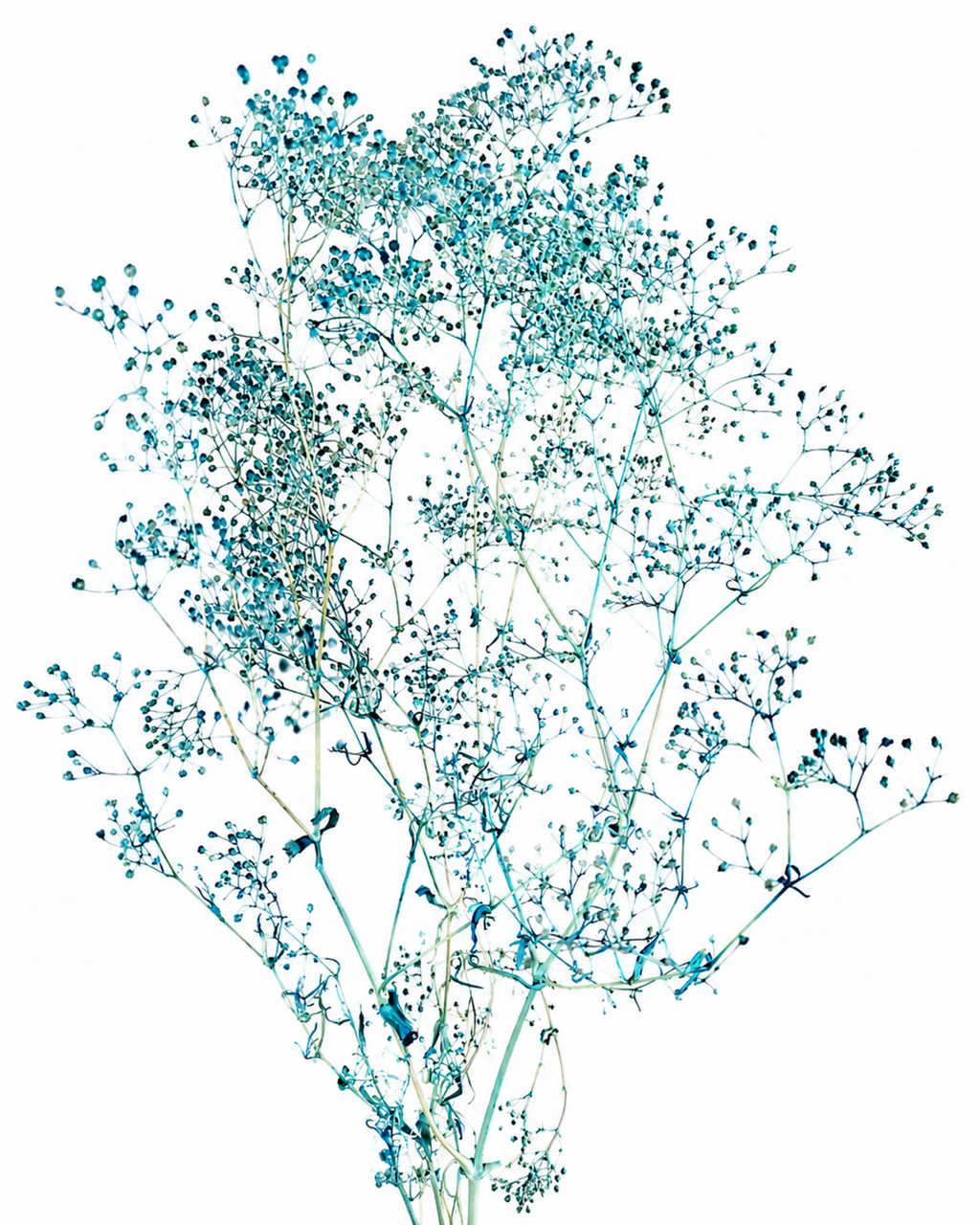 Naturally stabilized turquoise blue Gypsophila flower stems demonstrating elegant branching, 50g bundle for coastal style home decor.
